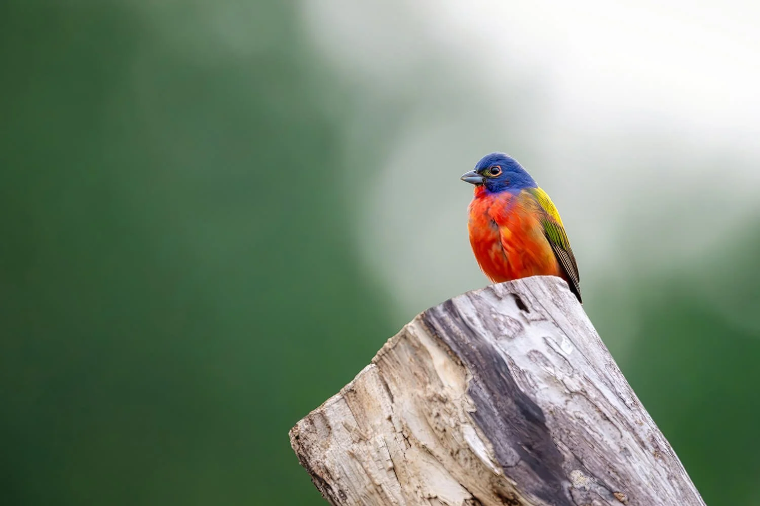 painted-bunting-male-bird-photograph-raleigh-nc.jpg.jpg