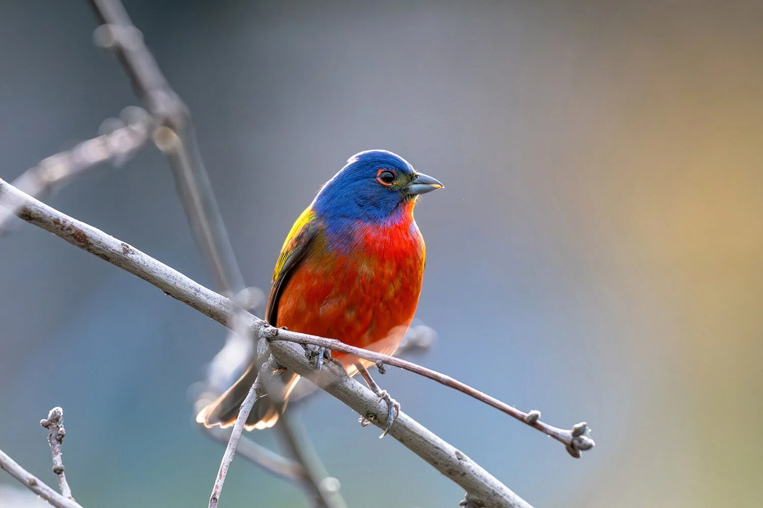male-painted-bunting-dorothea-dix-park-raleigh-nc.jpg.jpg