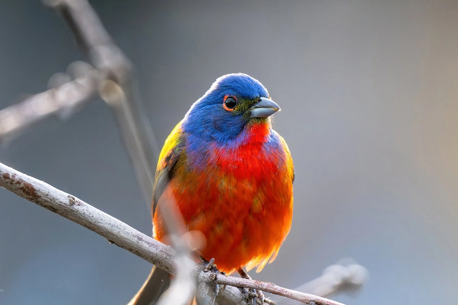 painted-bunting-closeup-on-branch-dorothea-dix-park.jpg.jpg