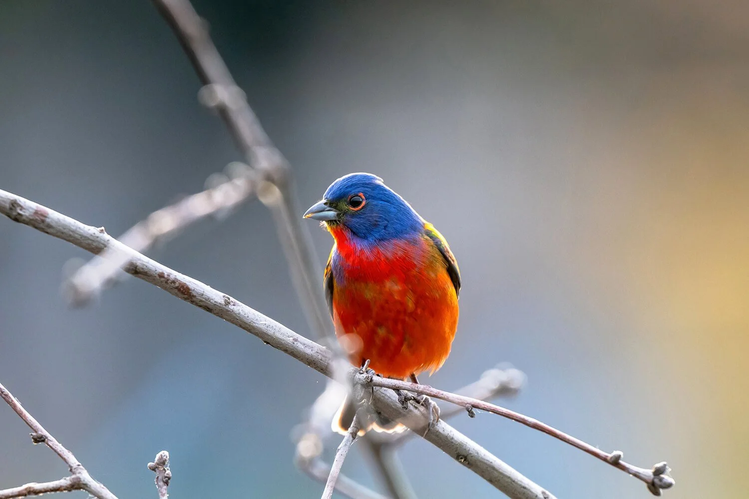 painted-bunting-bird-on-brnach-dorothea-dix-park.jpg.jpg