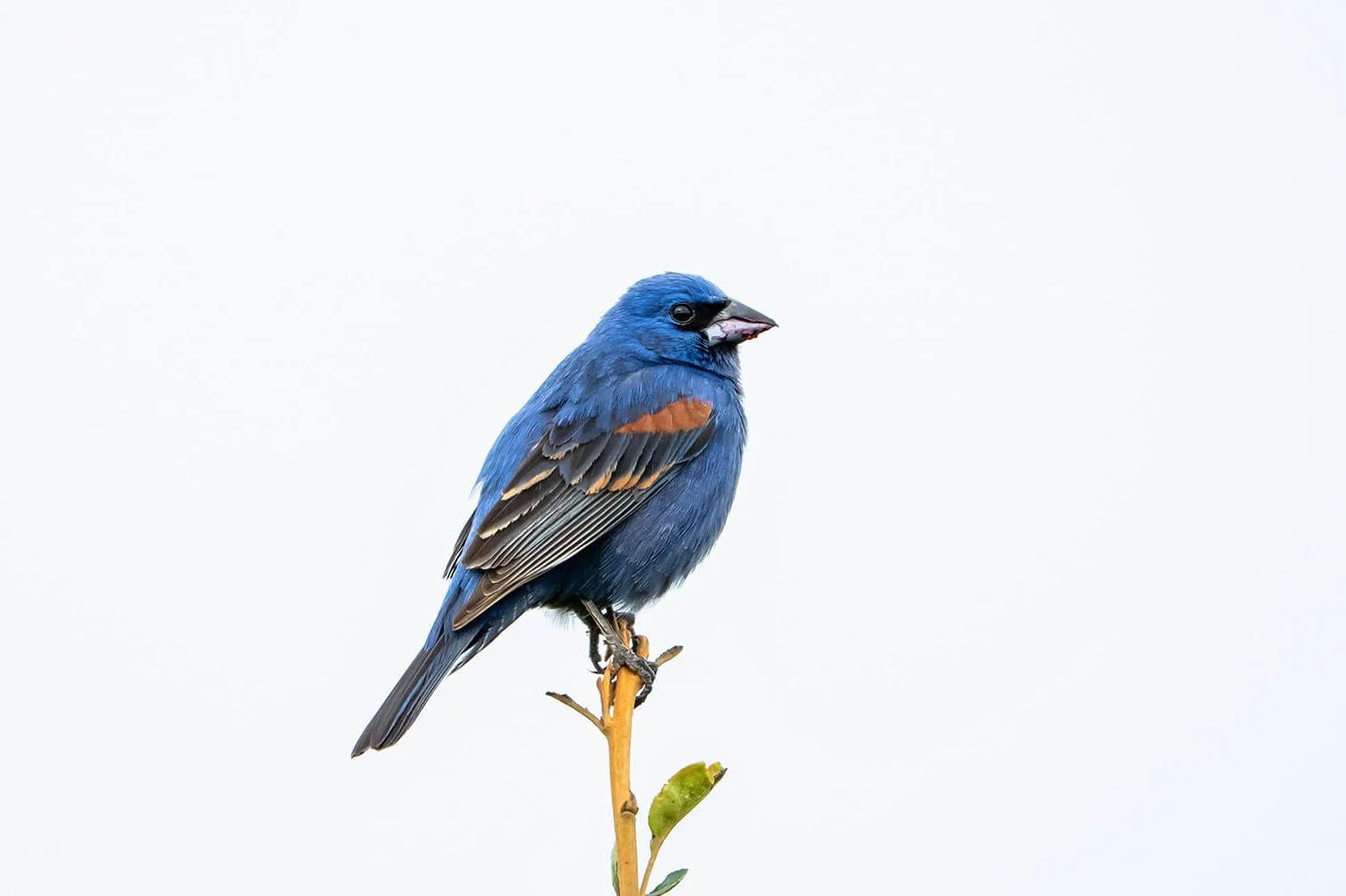 male-grosbeak-dorothea-dix-park-raleigh-nc.jpg.jpg