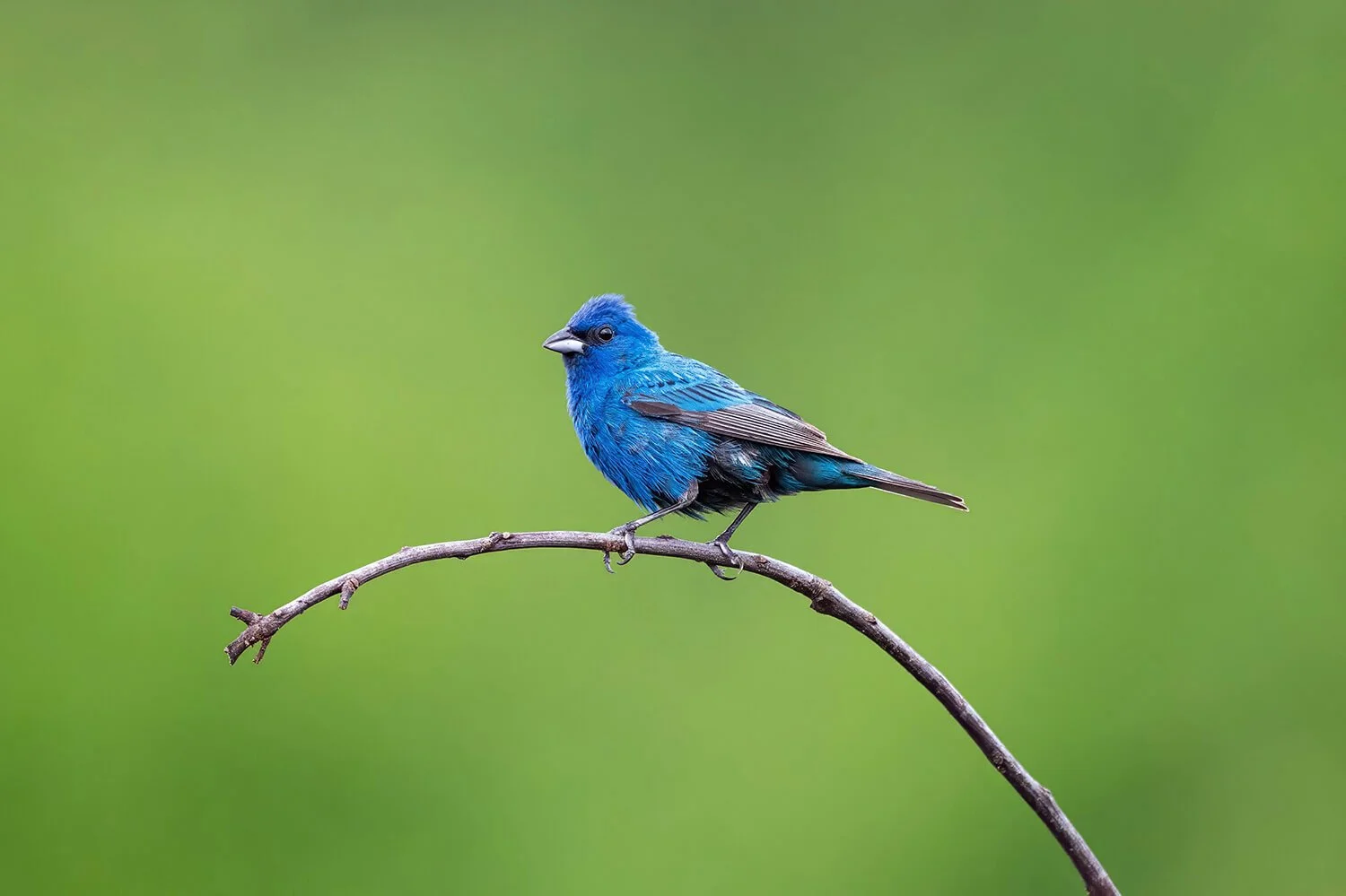 inidgo-bunting-on-limb-green-background-dix-park-raleigh-nc.jpg.jpg