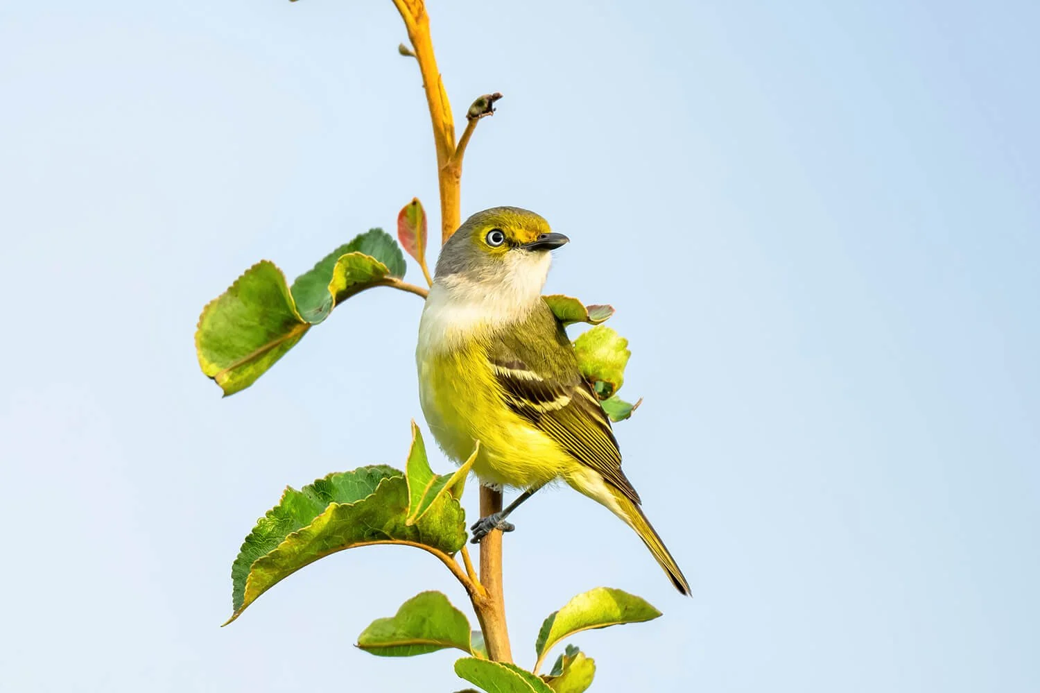 white-eyed-vireo-dorothea-dix-pakr-raleigh-nc.jpg.jpg