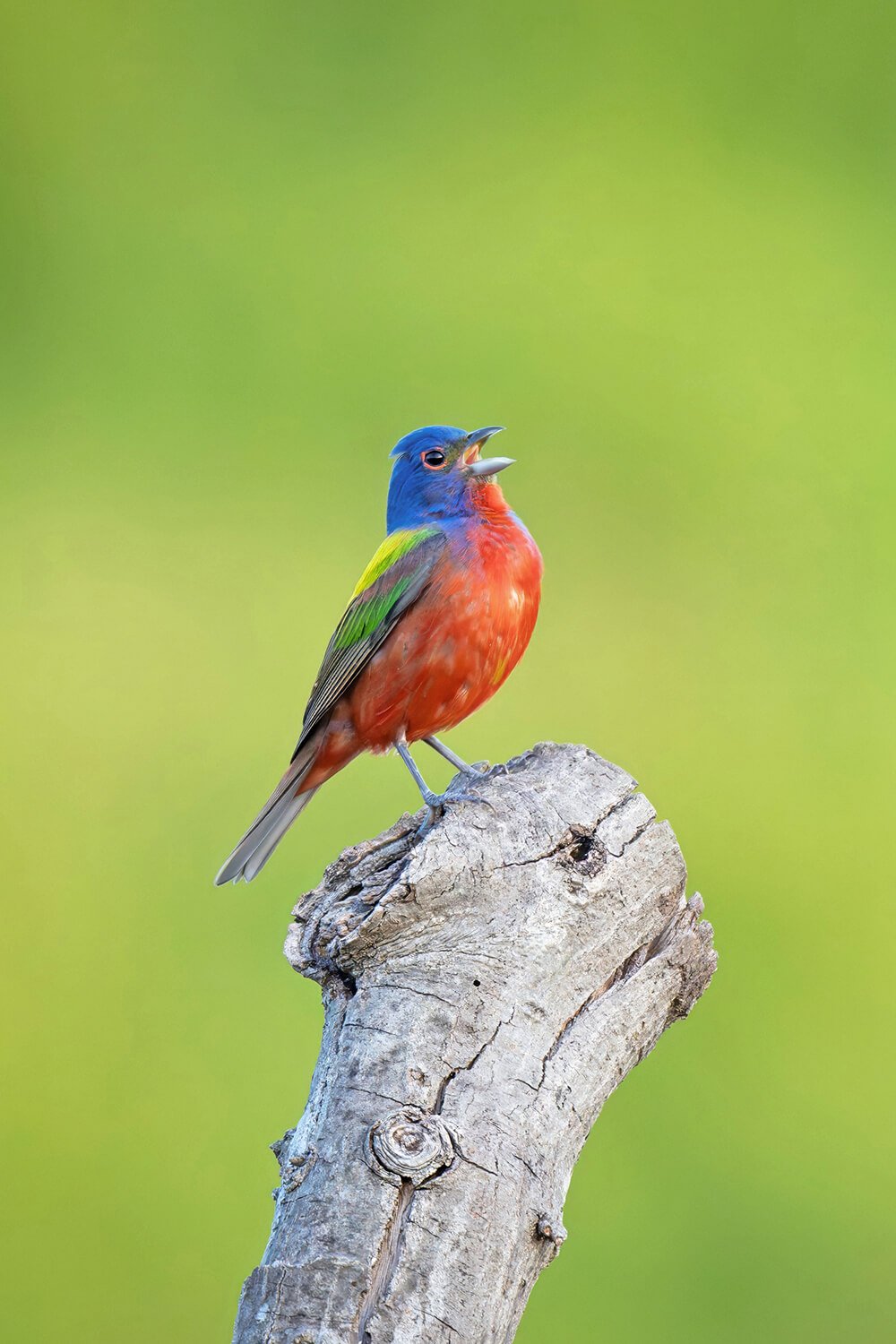 painted-bunting-on-stump-light-green-bokeh-singing.jpg.jpg