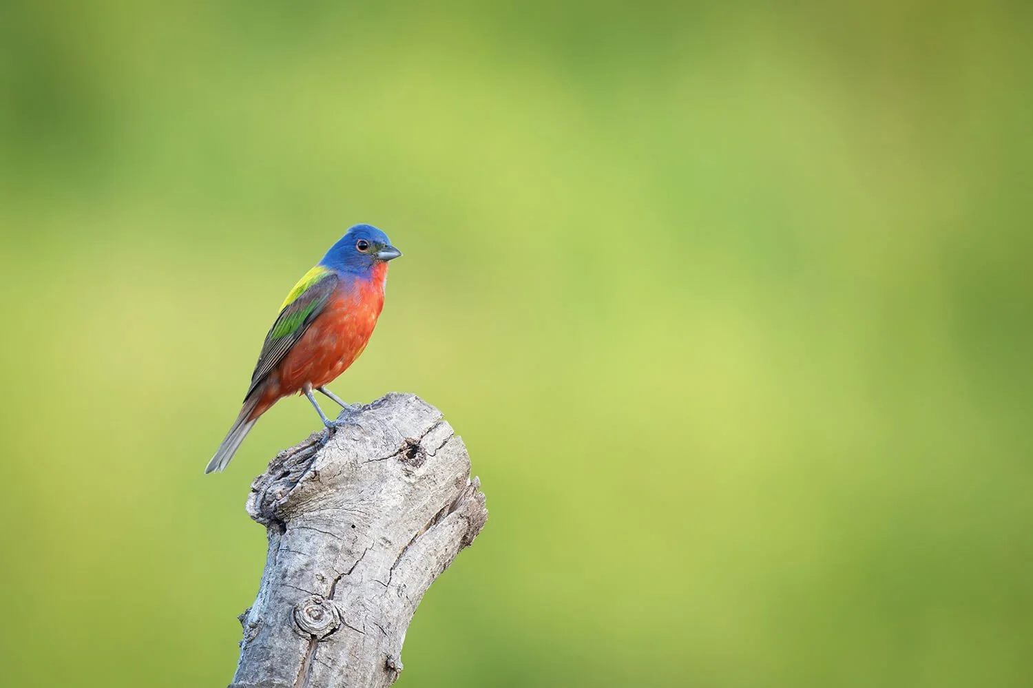 painted-bunting-on-stump-light-green-bokeh-perched.jpg.jpg