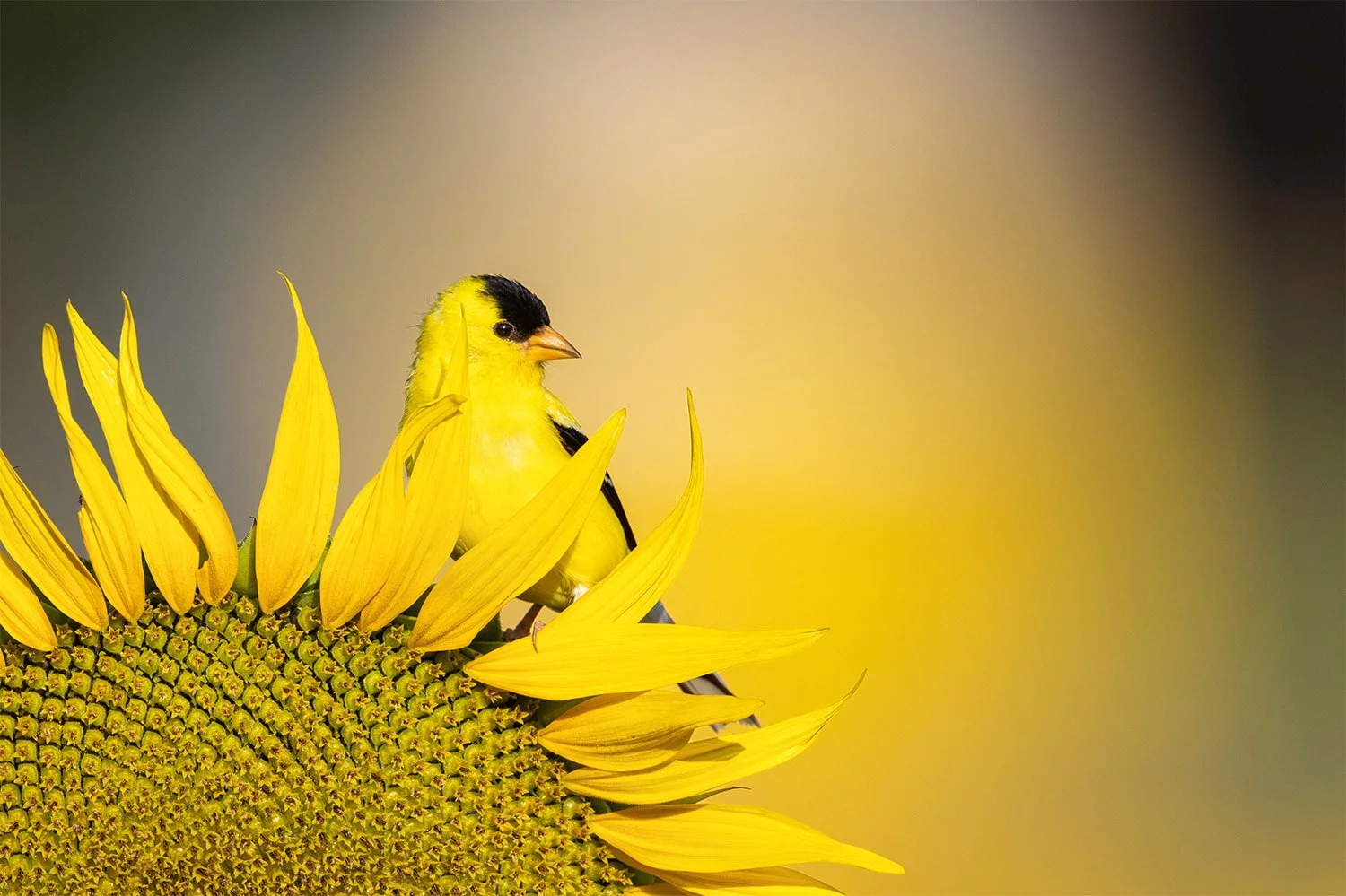 male-american-goldfinch-on-sunflower-dorthea-dix-park-raleigh-nc.jpg.jpg