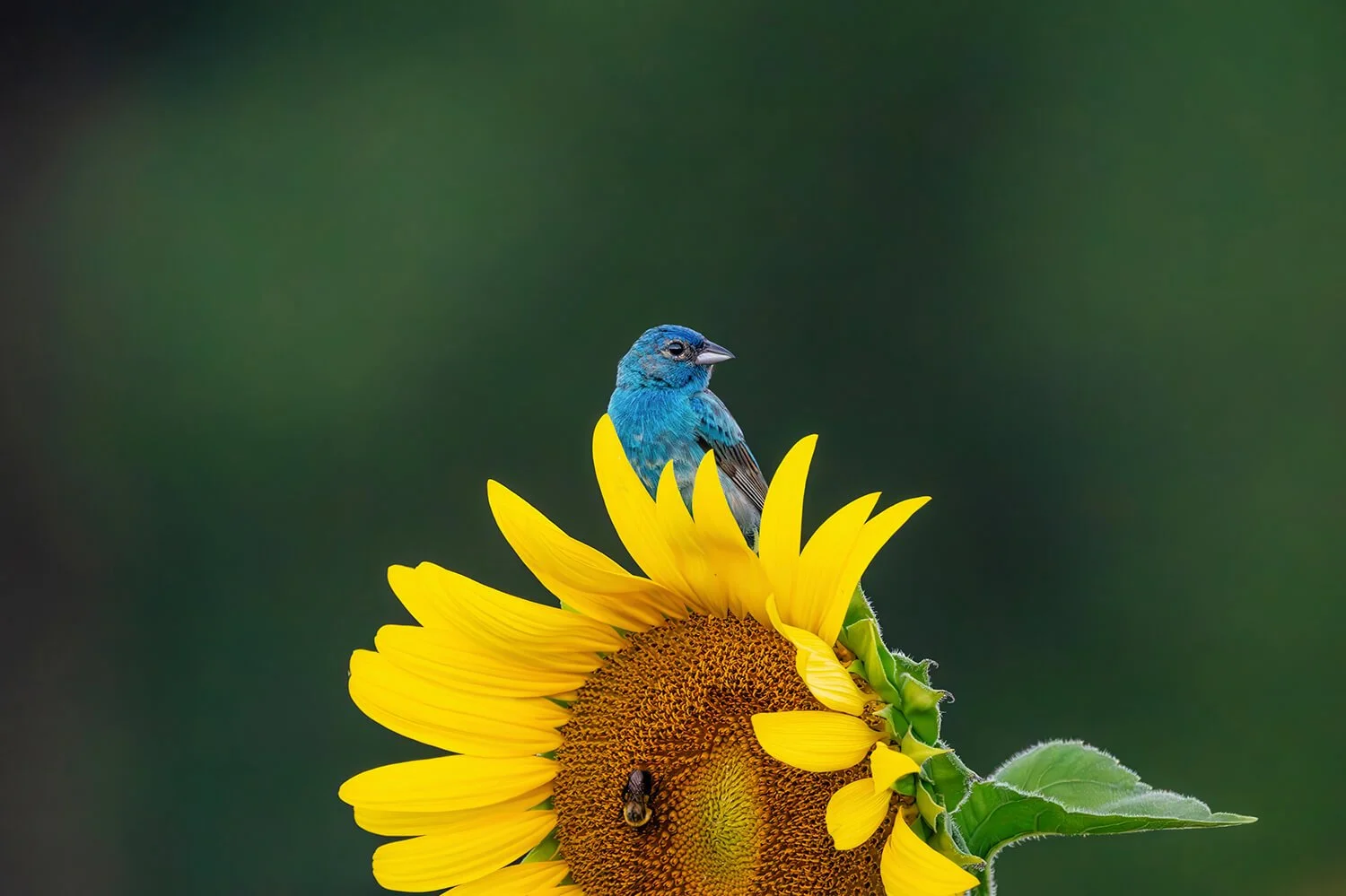 indigo-bunting-on-sunflower-dorthea-dix-park-raleigh-nc.jpg.jpg
