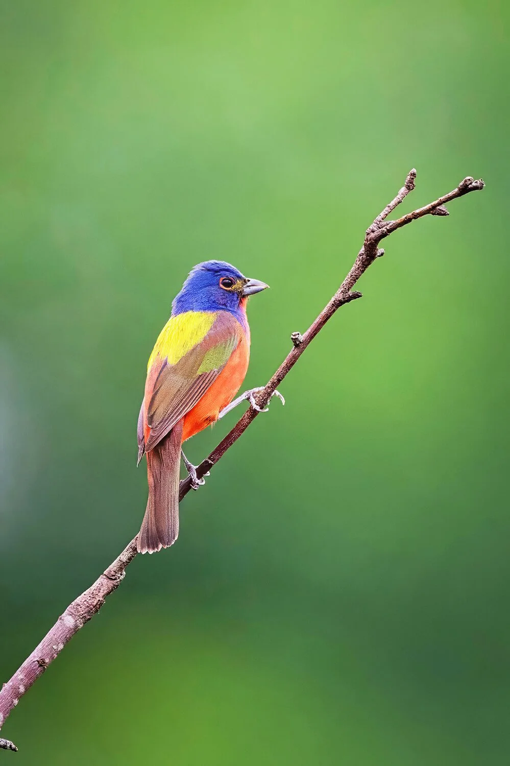 painted-bunting-perched-on-branch-dark-green-bokeh.jpg.jpg