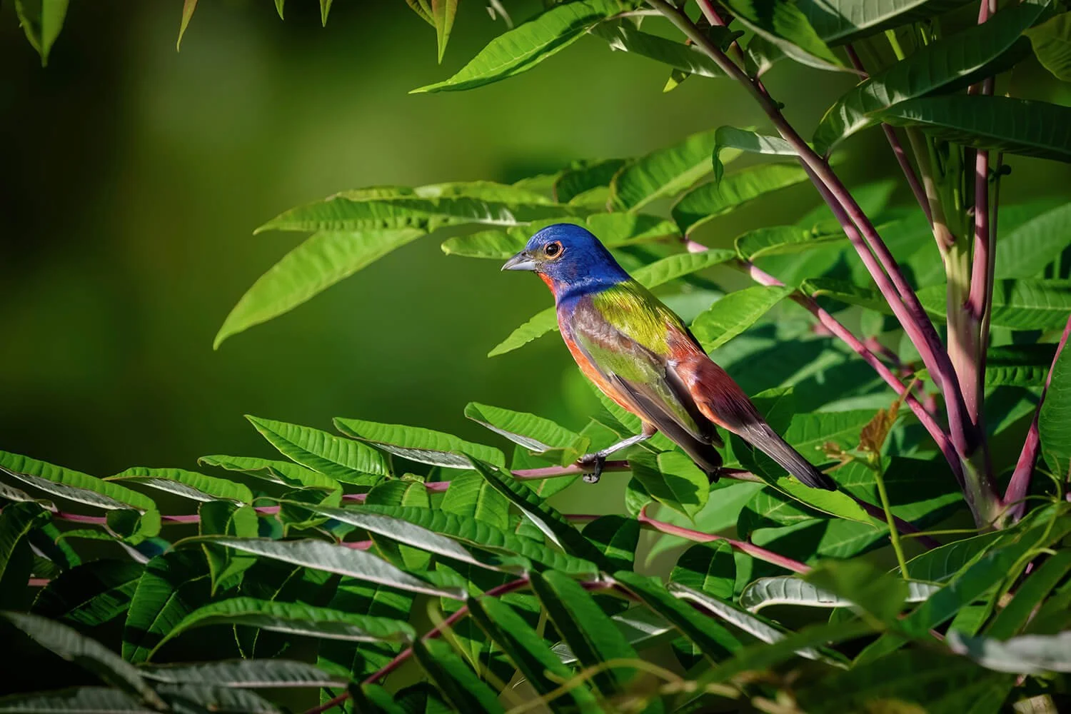 painted-bunting-dorthea-dix-park-foliage-raleigh-nc.jpg.jpg