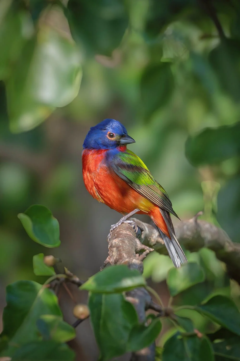 painted-bunting-hiden-in-foliage-dix-park.jpg.jpg
