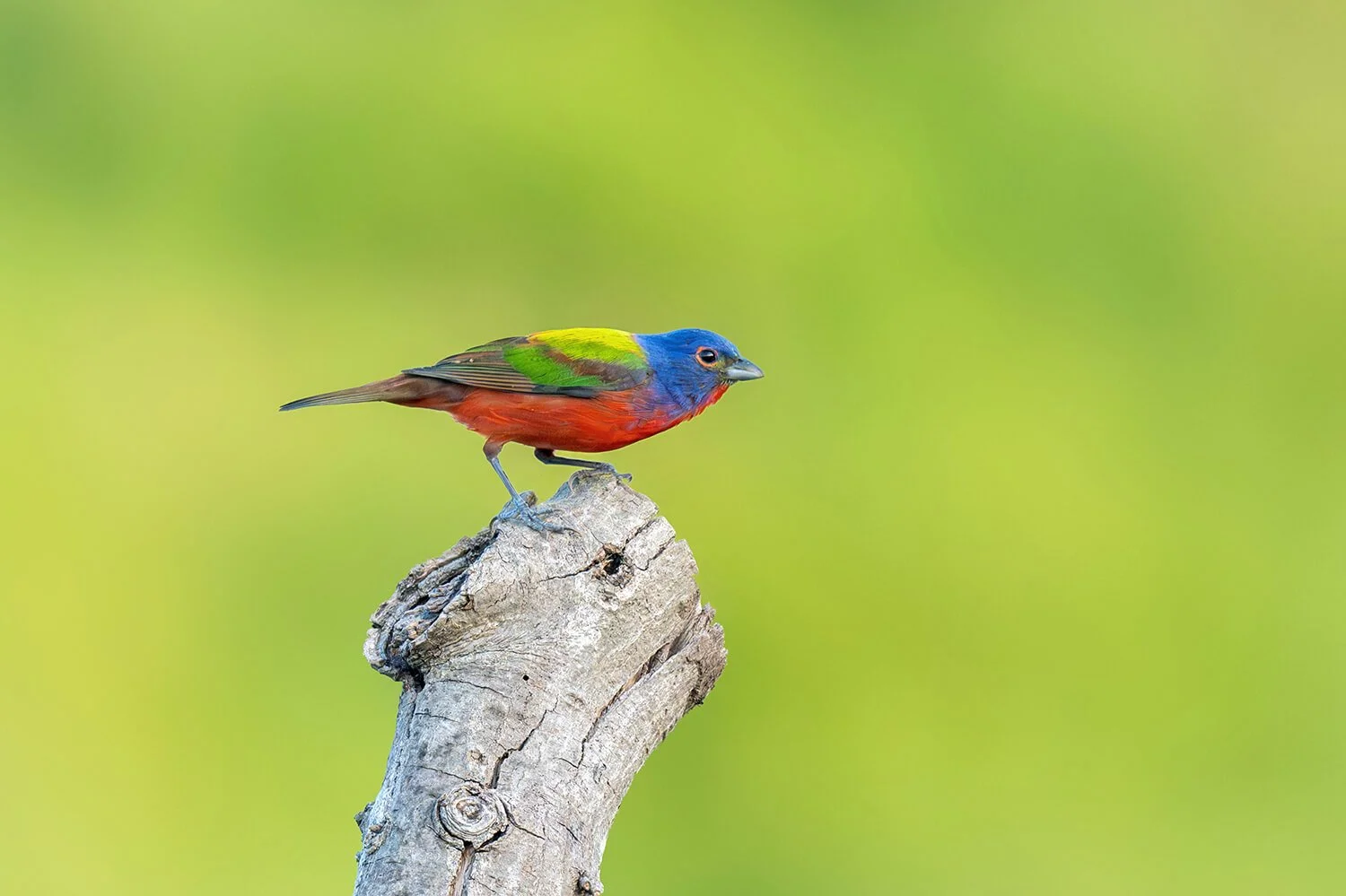 Raleigh's Painted Bunting: A Colorful Celebrity at Dorothea Dix Park
