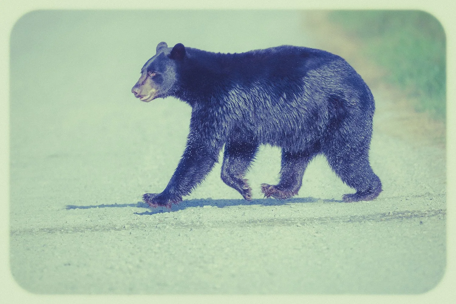 black-bear-crossing-road-alligator-river-north-carolina.jpg.jpg