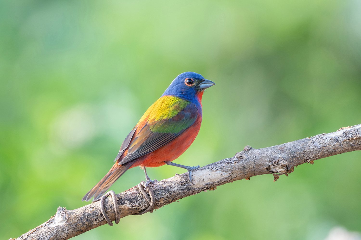 Meet Picasso: The Legendary Painted Bunting of Dix Park