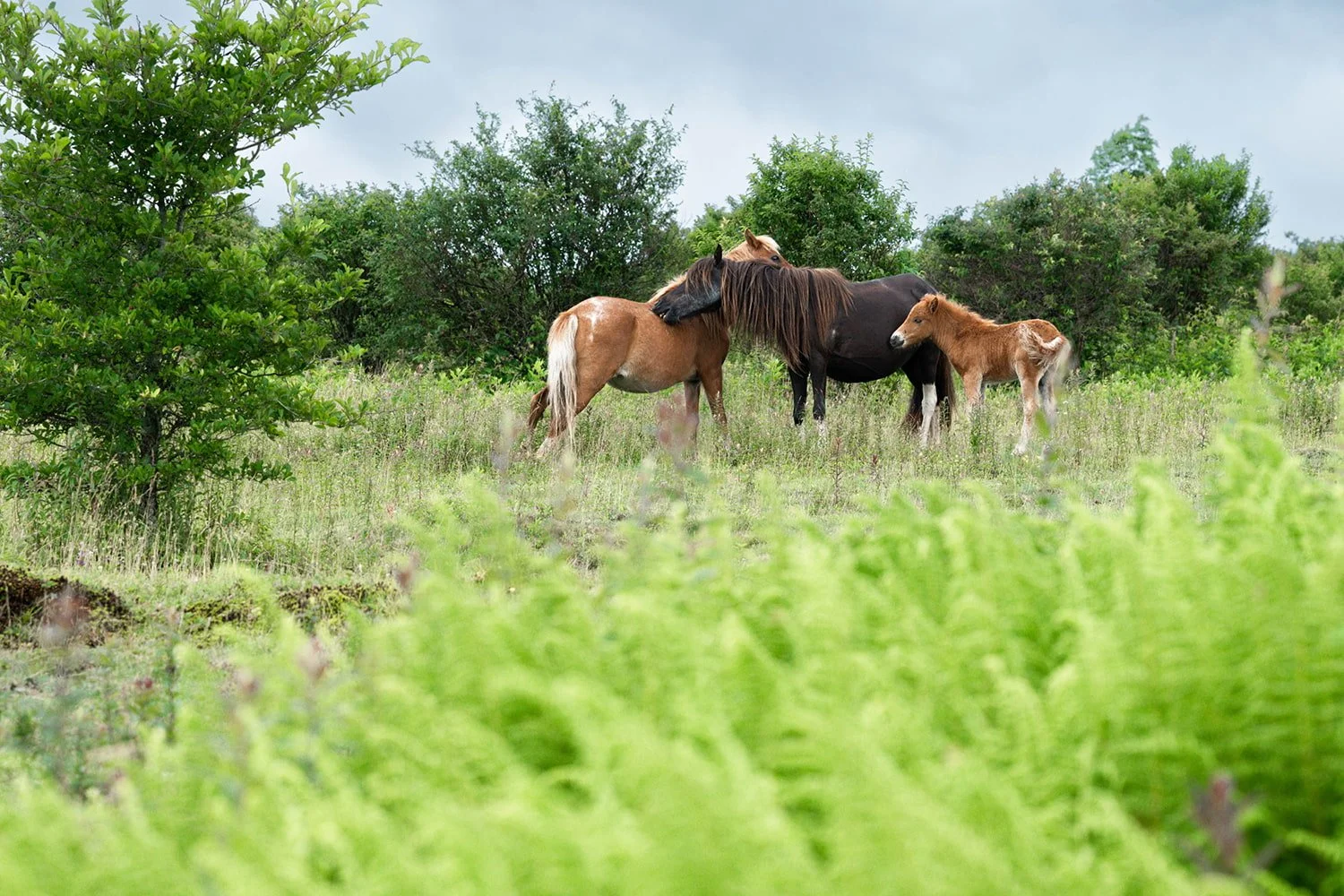 pony-family-spring-vegetation-grayson-highlands.jpg.jpg