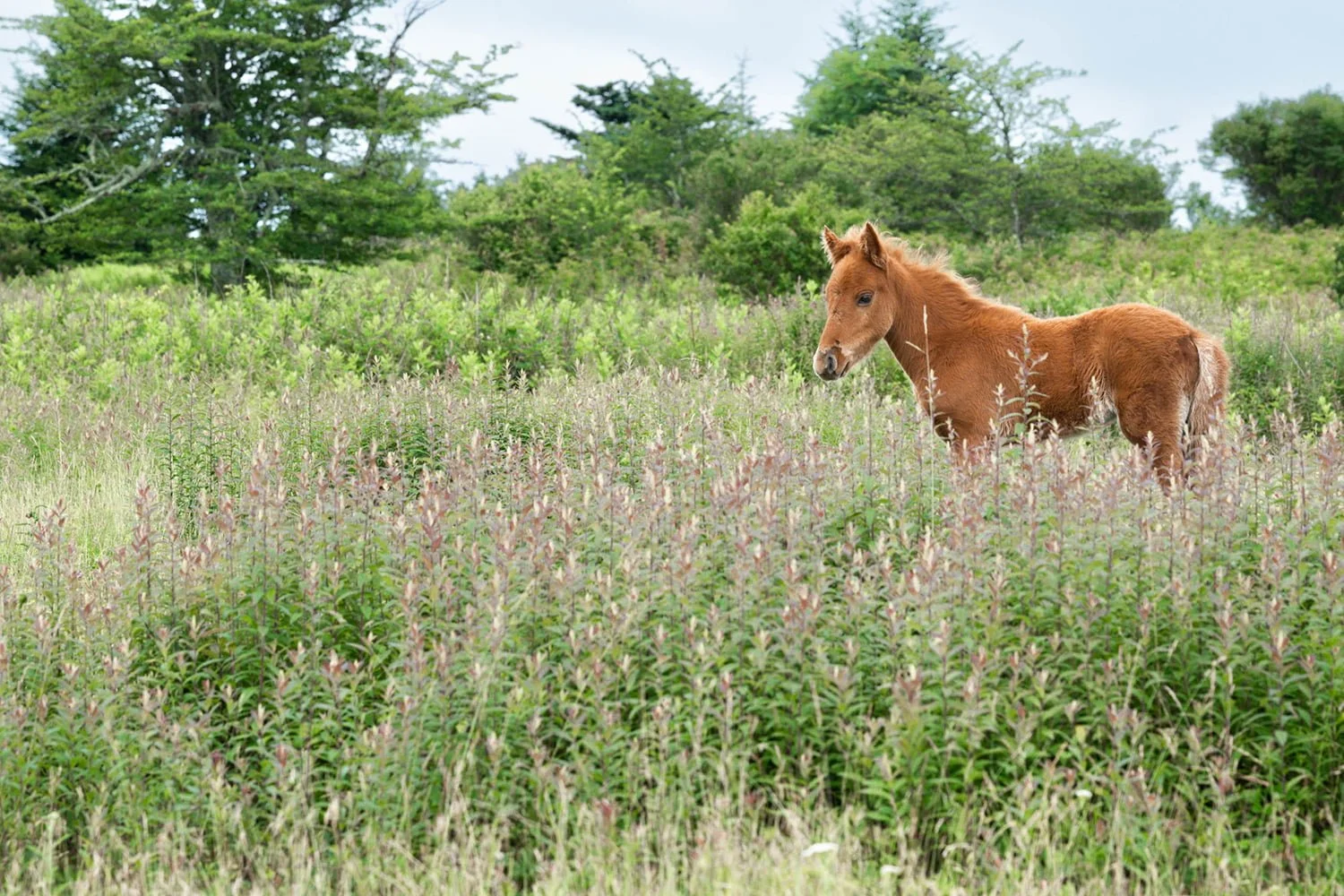 foal-spring-vegetation-grayson-highlands.jpg.jpg