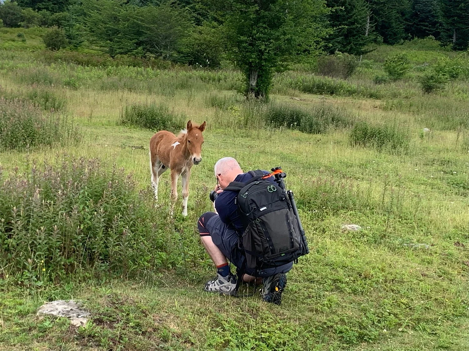 alan-trammel-photographing-foal-grayson-highlands.jpg.jpg