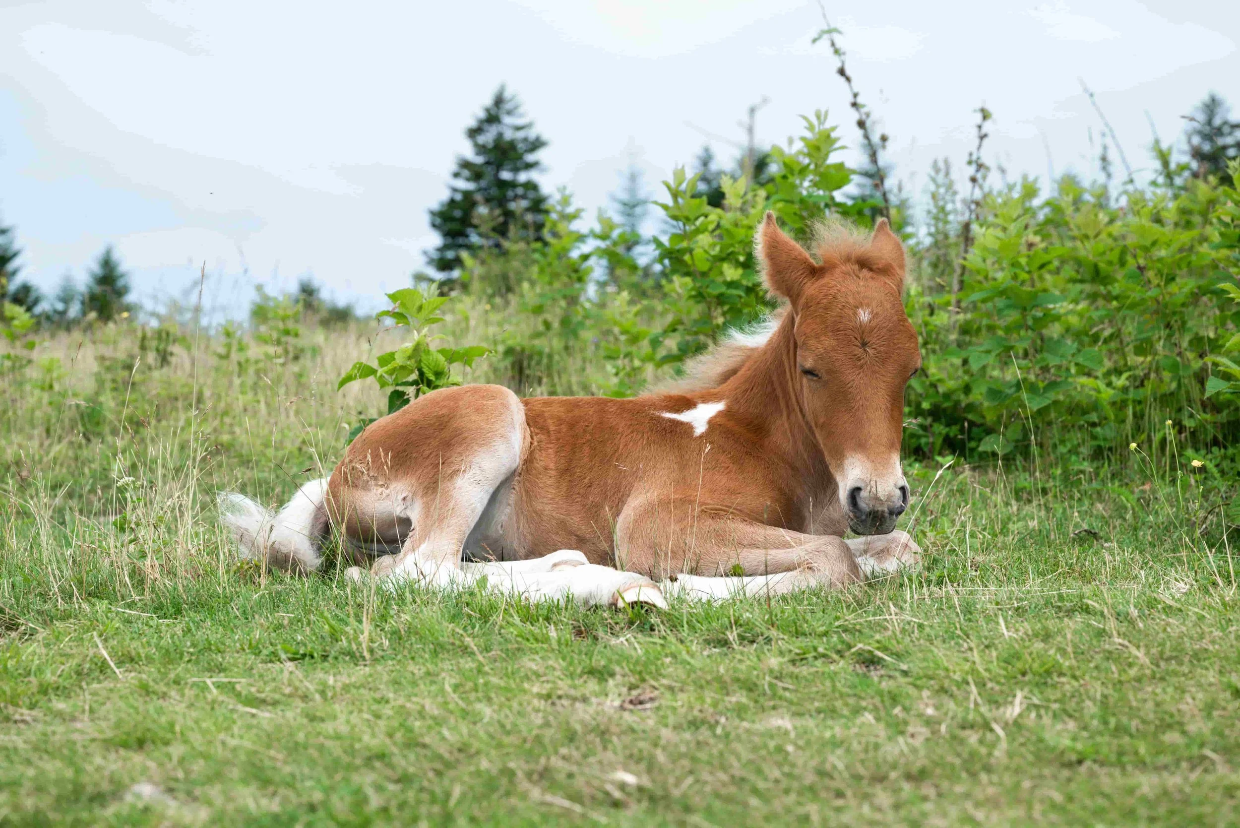 foal-sitting-napping-close-up-grayson-highlands.jpg.jpg