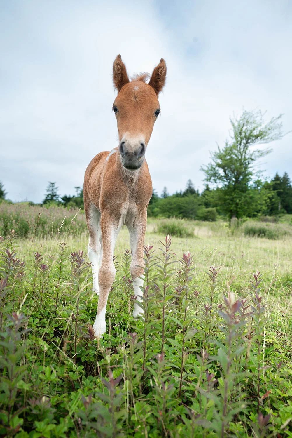 foal-close-up-looking-grayson-highlands.jpg.jpg