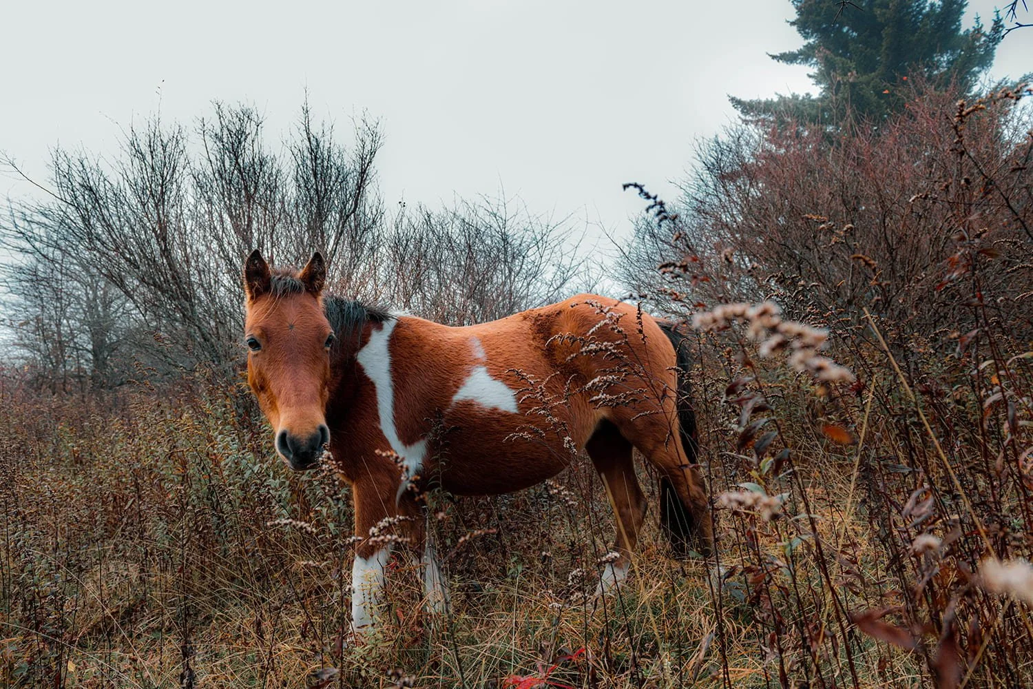 wild-pony-brush-grayson-highlands-october.jpg.jpg
