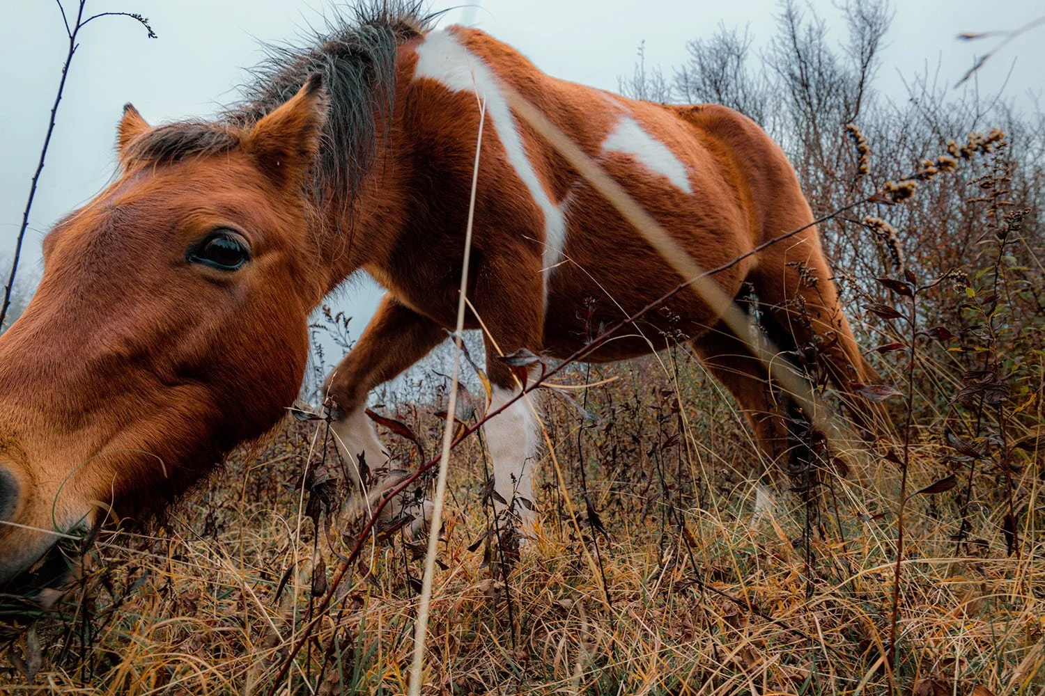 wide-angle-wild-pony-grayson-highlands-fall.jpg.jpg