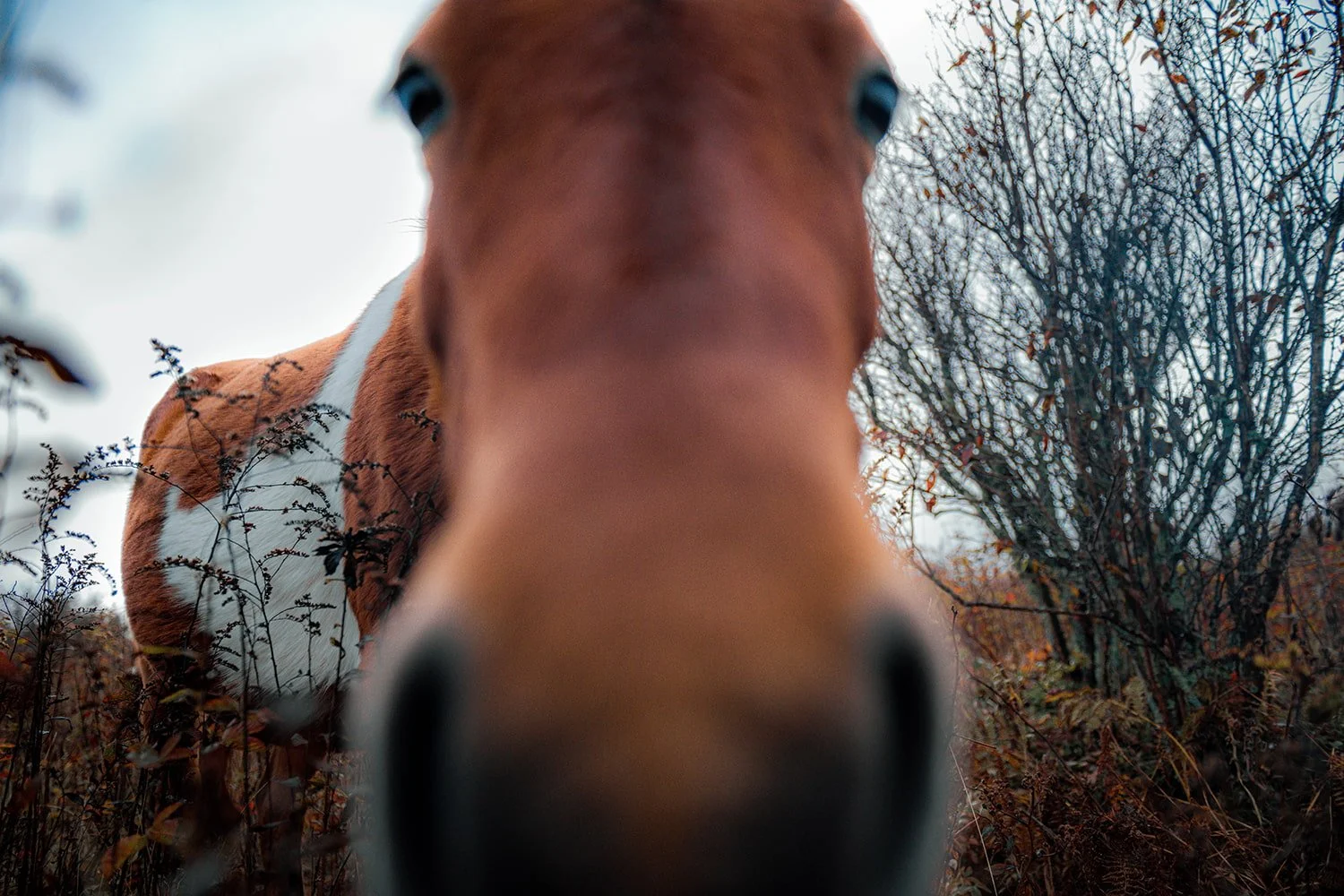 wild-pony-nose-close-grayson-highlands-october.jpg.jpg