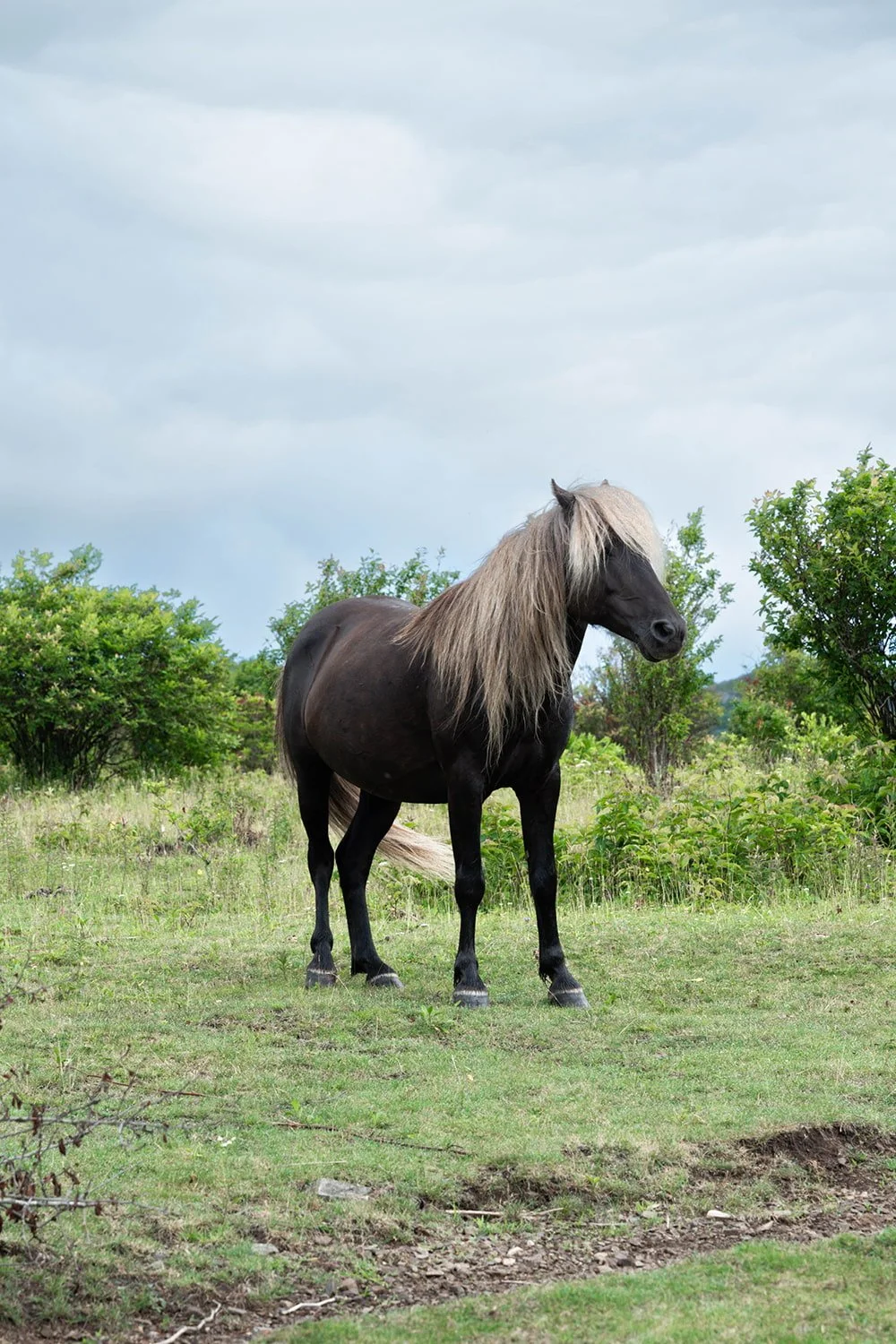 fabio-wild-pony-profile-grayson-highlands.jpg.jpg