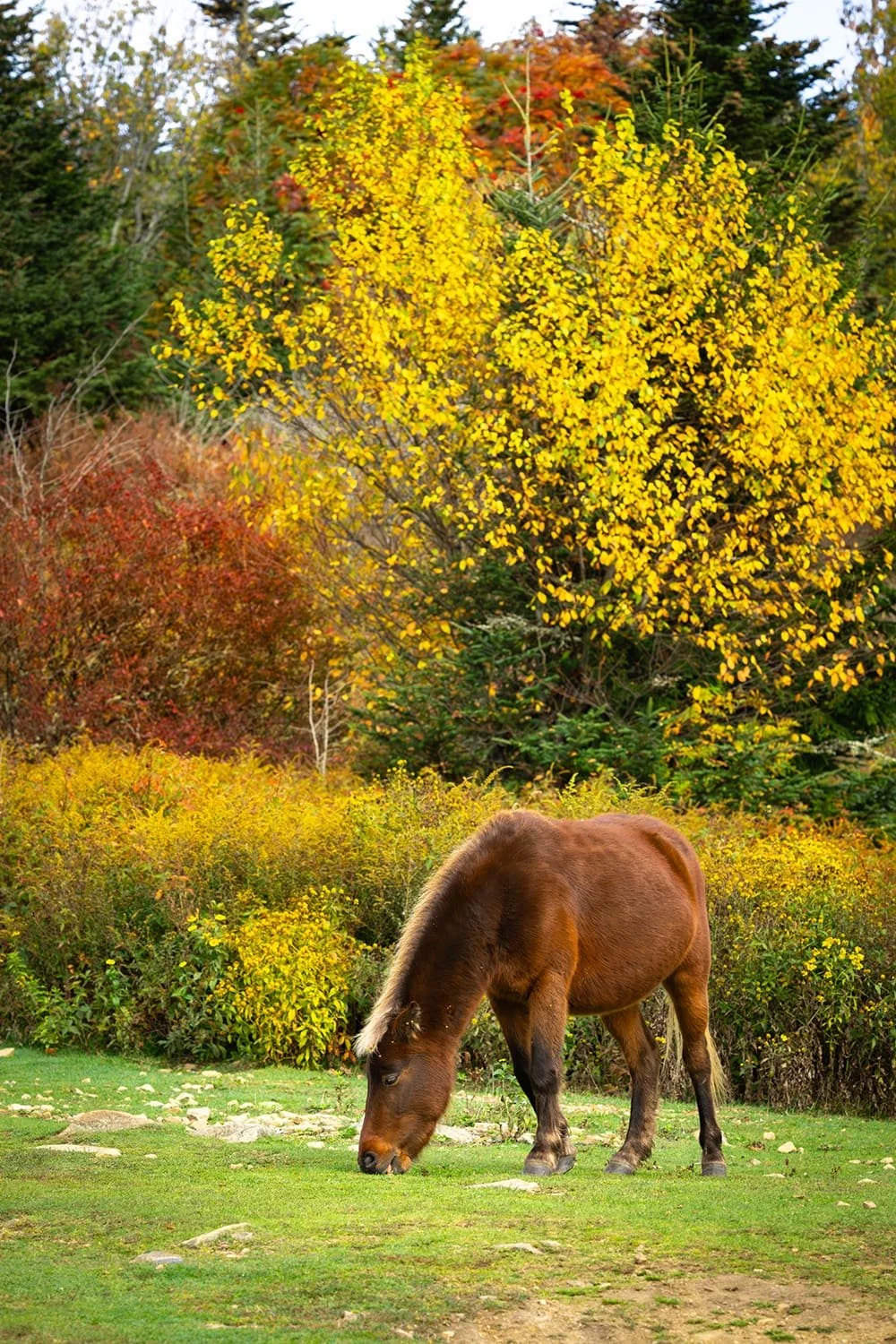 brown-pony-grazing-yellow-tree-grayson-highlands.jpg.jpg