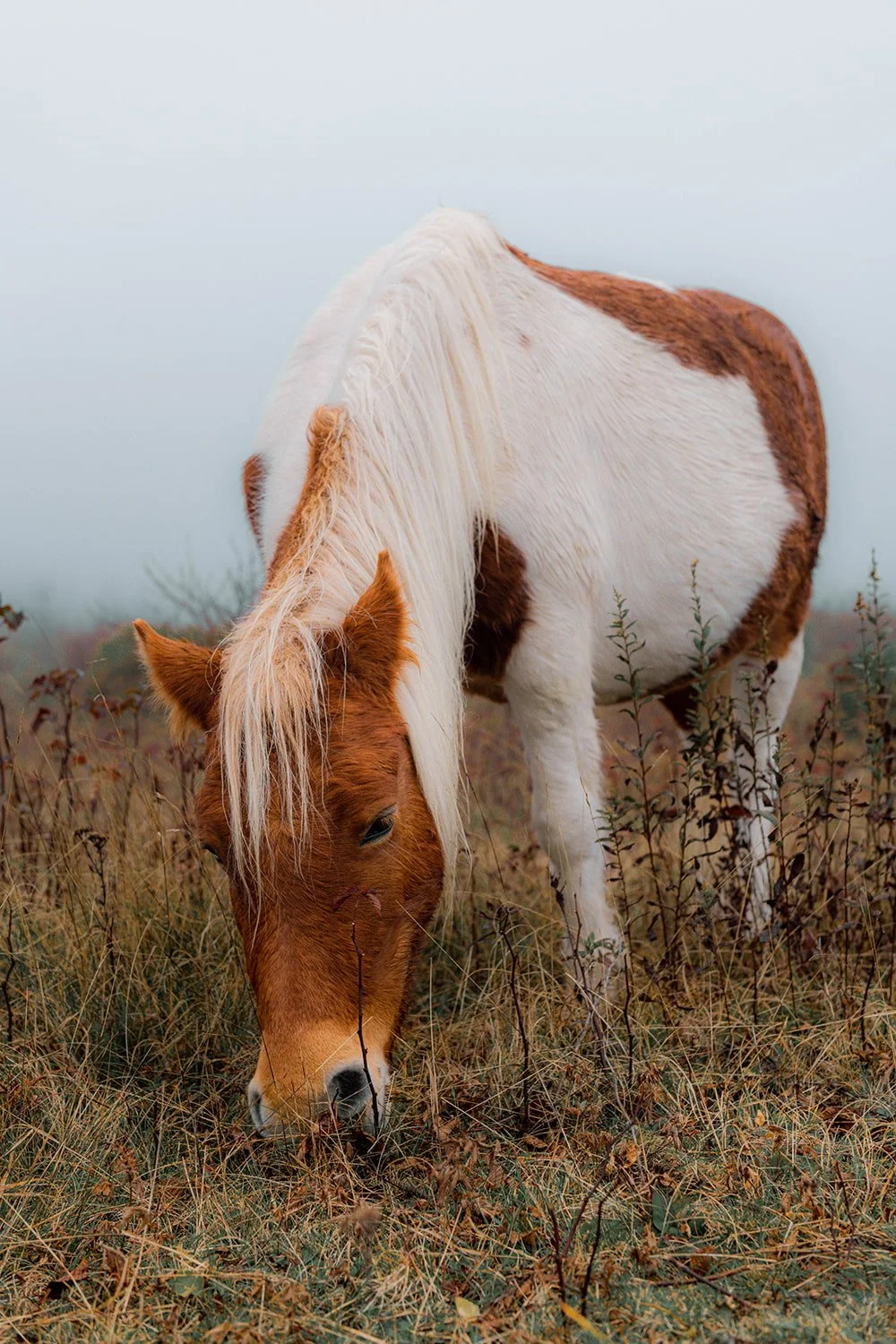 grayson-highlands-wild-pony-october-virginia.jpg.jpg