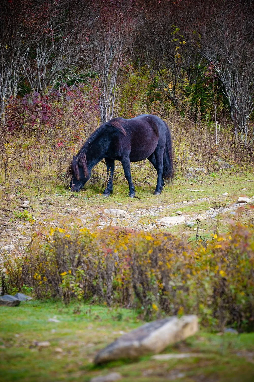 black-wild-pony-grazing-layered-grayson-highlands.jpg.jpg