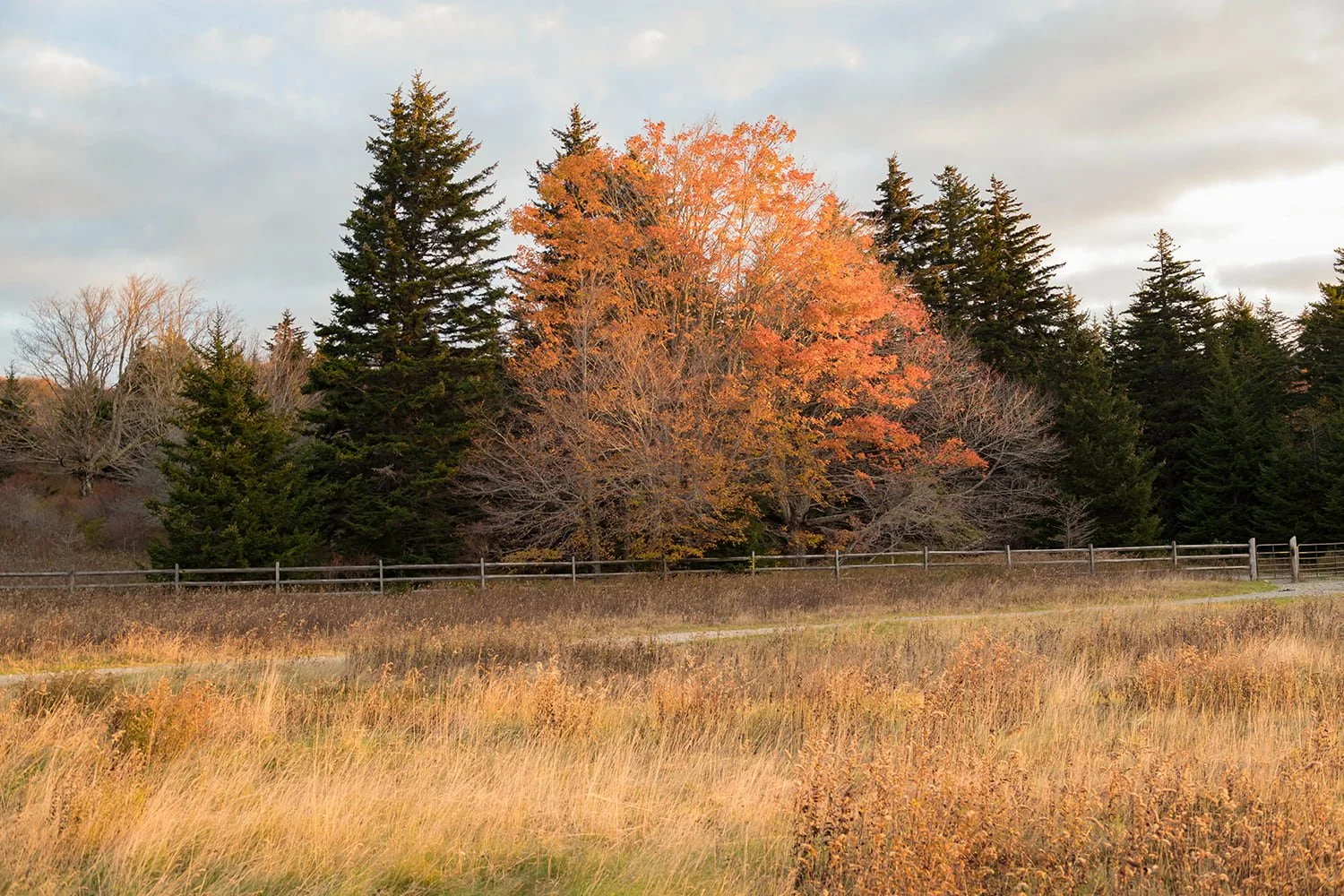 grayson-highlands-pasture-fall-trees-october.jpg.jpg