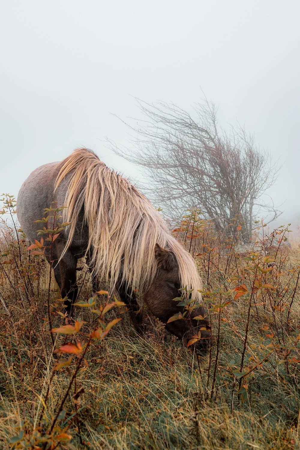 fabio-dark-pony-blonde-mane-grayson-highlands-october.jpg.jpg