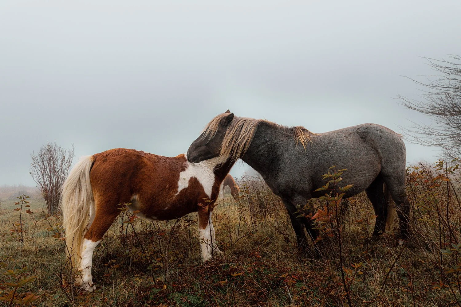 wild-ponies-grayson-highlands-october-virginia.jpg.jpg
