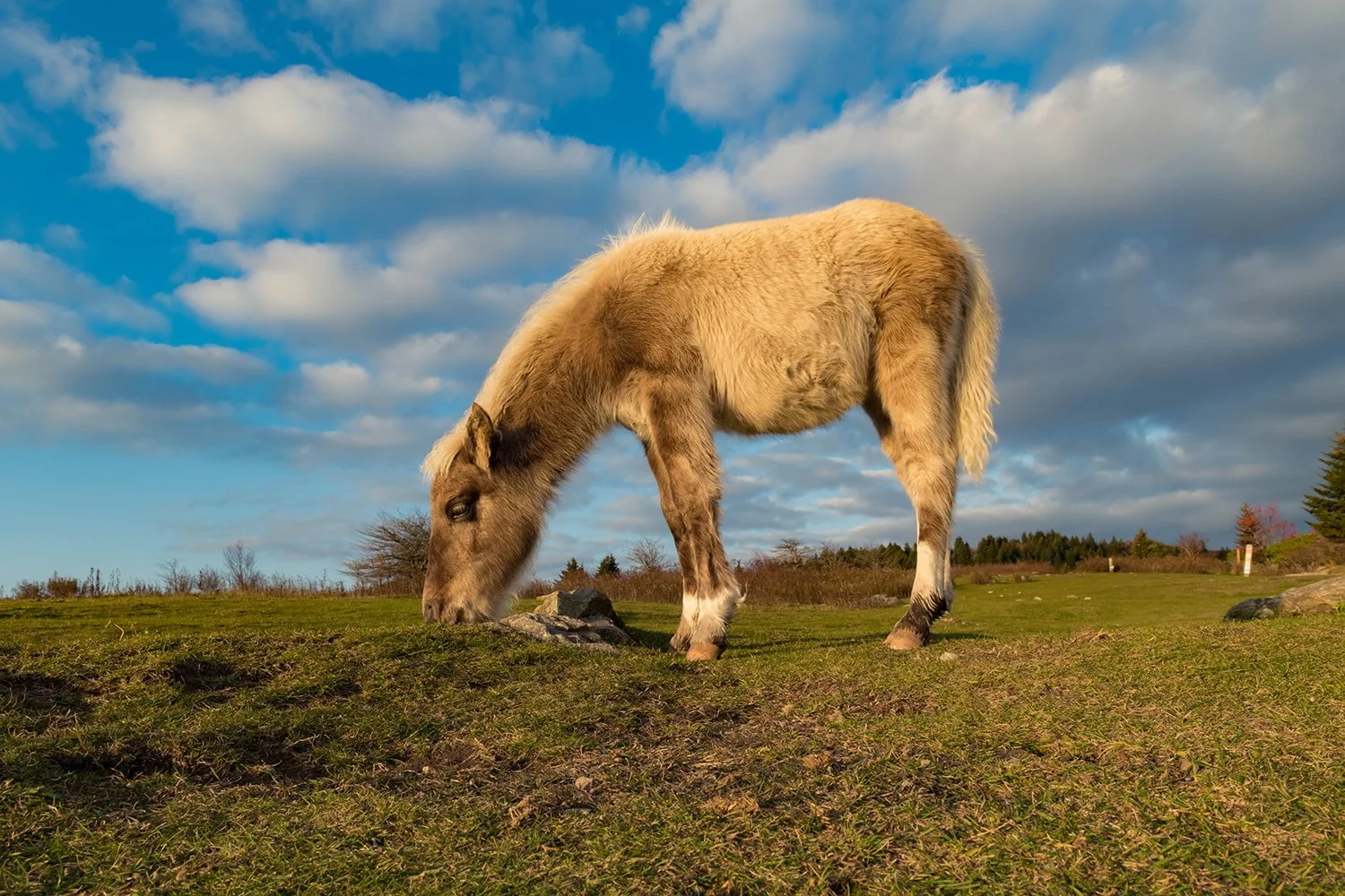 wild-foal-grazing-blue-sky-grayson-highlands.jpg.jpg