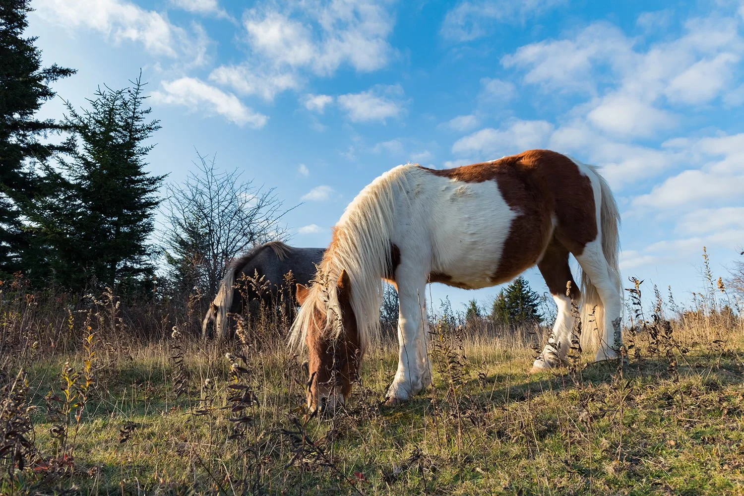 wild-pony-grazing-blue-sky-grayson-highlands.jpg.jpg