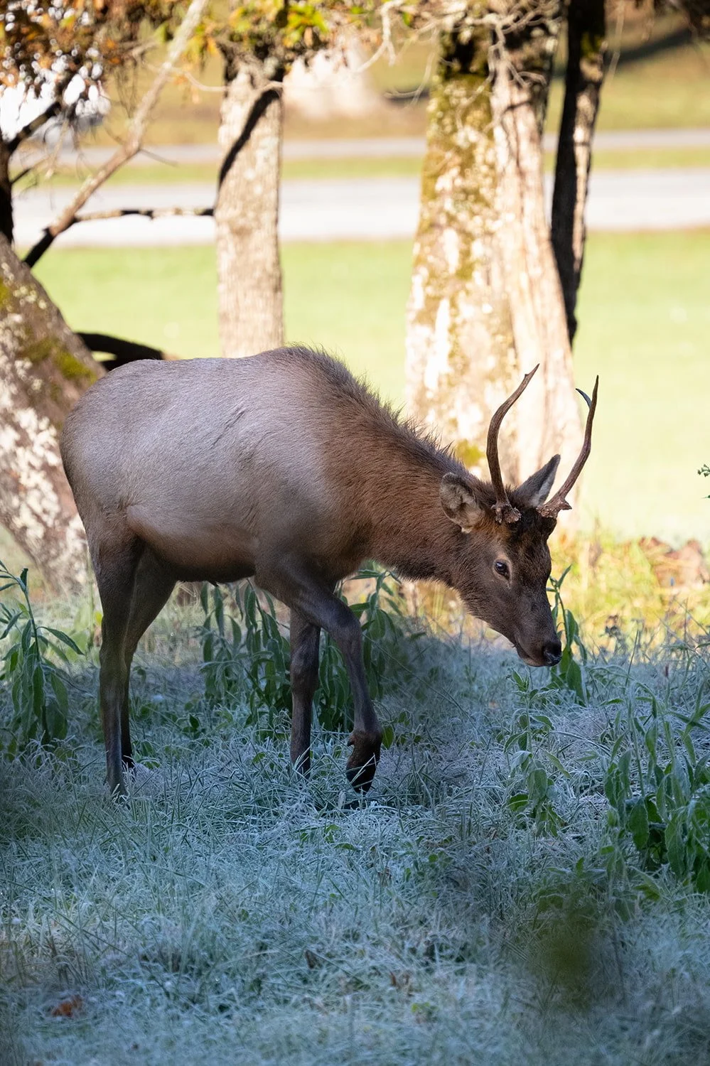young-bull-elk-oconaluftee-visitor-center.jpg.jpg