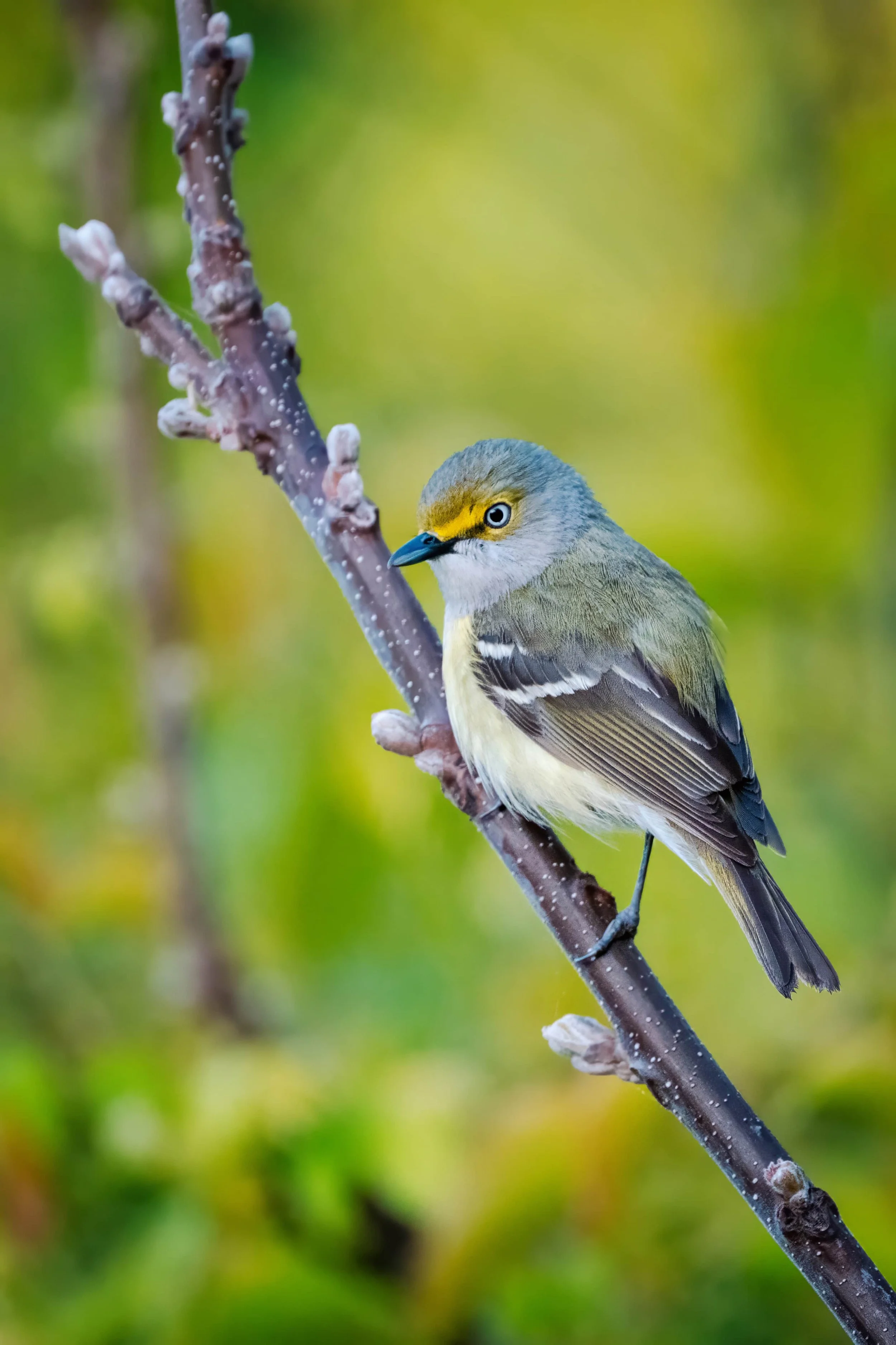 White-eyed vireo perched on a branch at Old Bynum Bridge in Pittsboro, NC, isolated against a creamy bokeh background in clean morning light. Portrait-style bird photography highlighting detailed plumage, delicate textures, and serene woodland habita