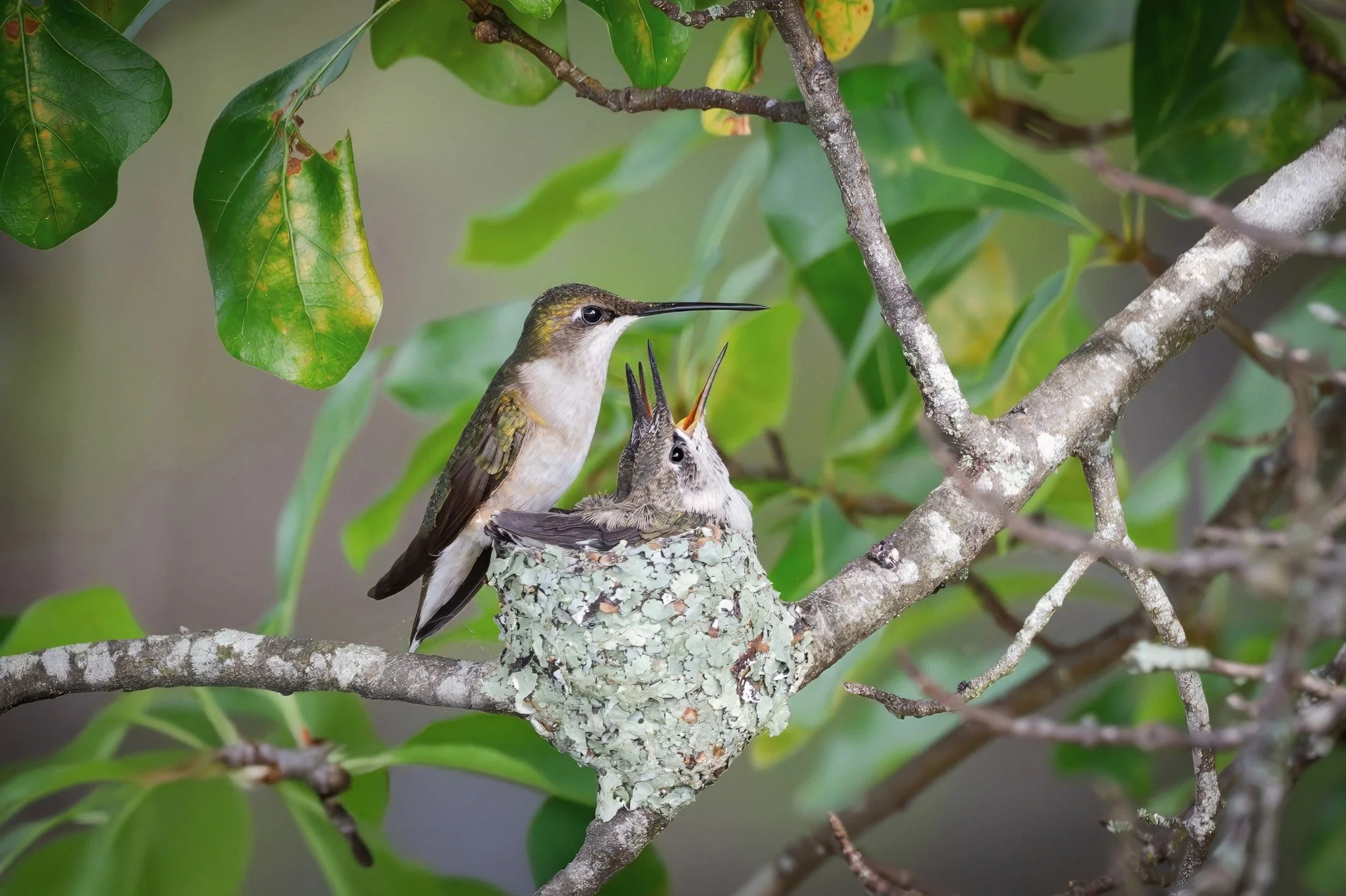 Female ruby-throated hummingbird perched on the edge of her nest with chicks inside, their beaks open, in clean light at the Old Bynum Bridge in Pittsboro, North Carolina.