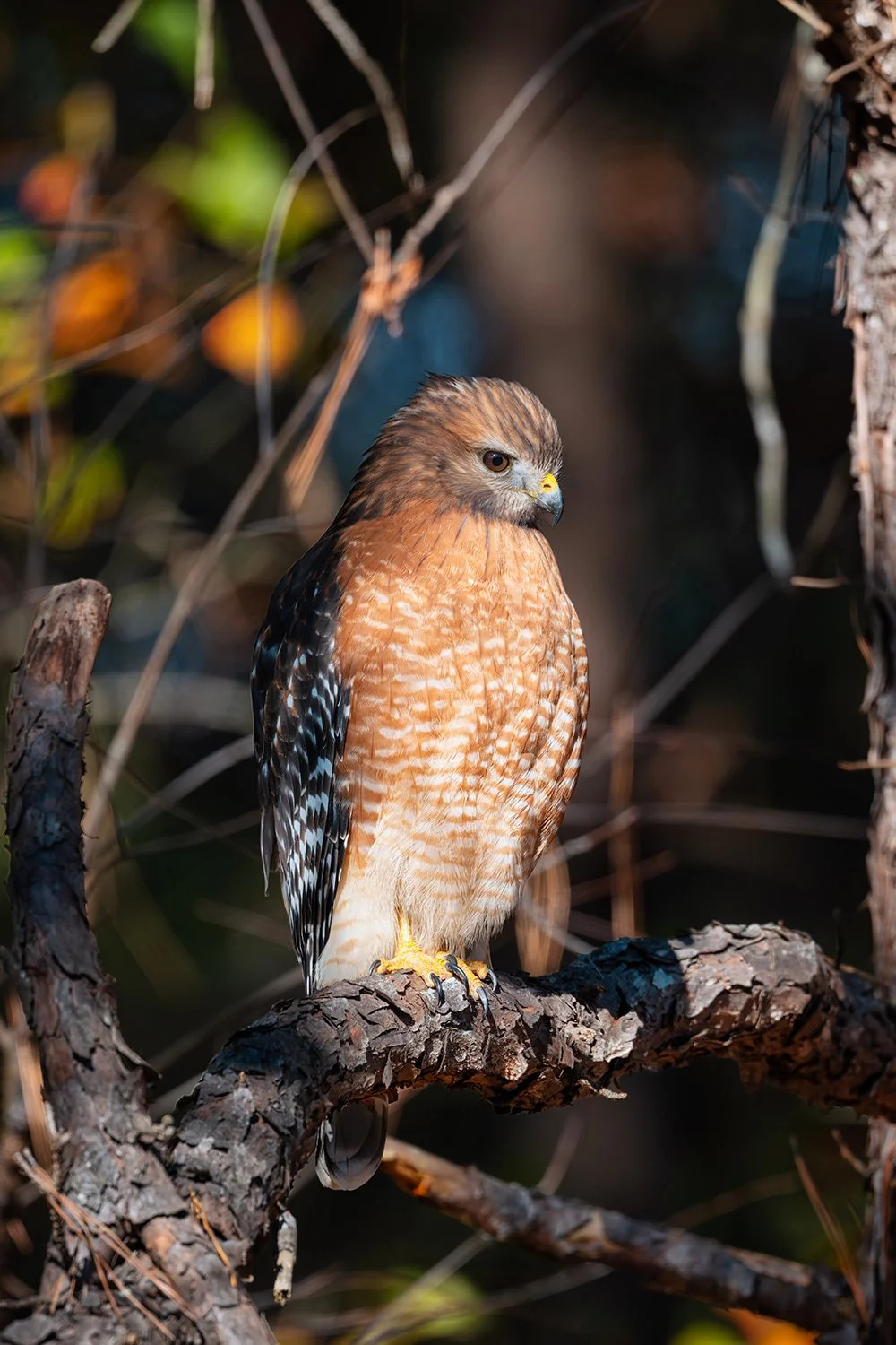 Red-shouldered hawk perched on a branch in golden hour light with fall-colored bokeh in the background at Lake Betz in Morrisville, North Carolina.