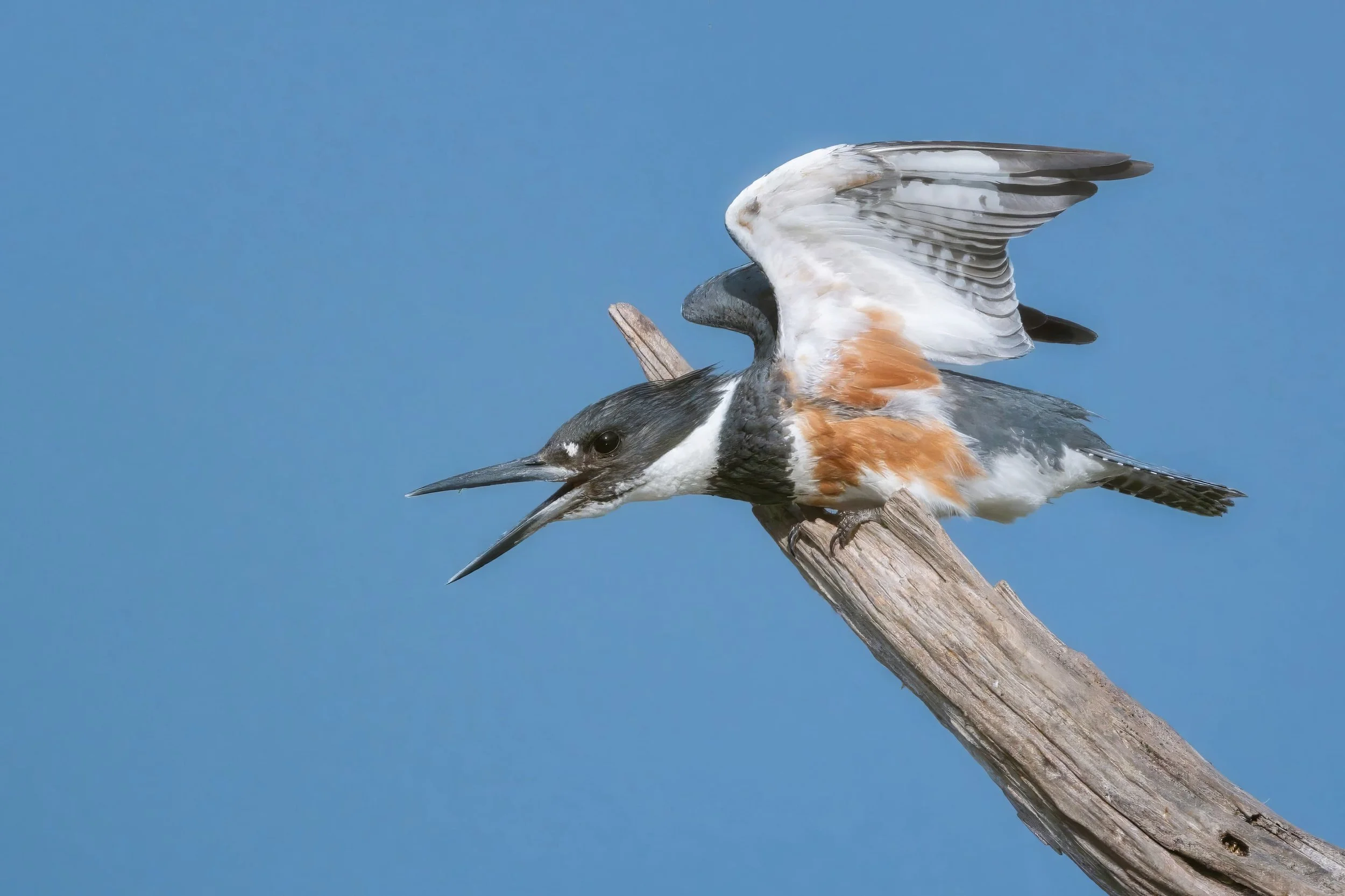 Belted kingfisher perched on a snag with wings and beak wide open in an aggressive posture, set against a clear blue sky at Lake Betz, Morrisville, NC. Dynamic wildlife photography showcasing bird behavior, striking plumage, and lakeside habitat. Ide
