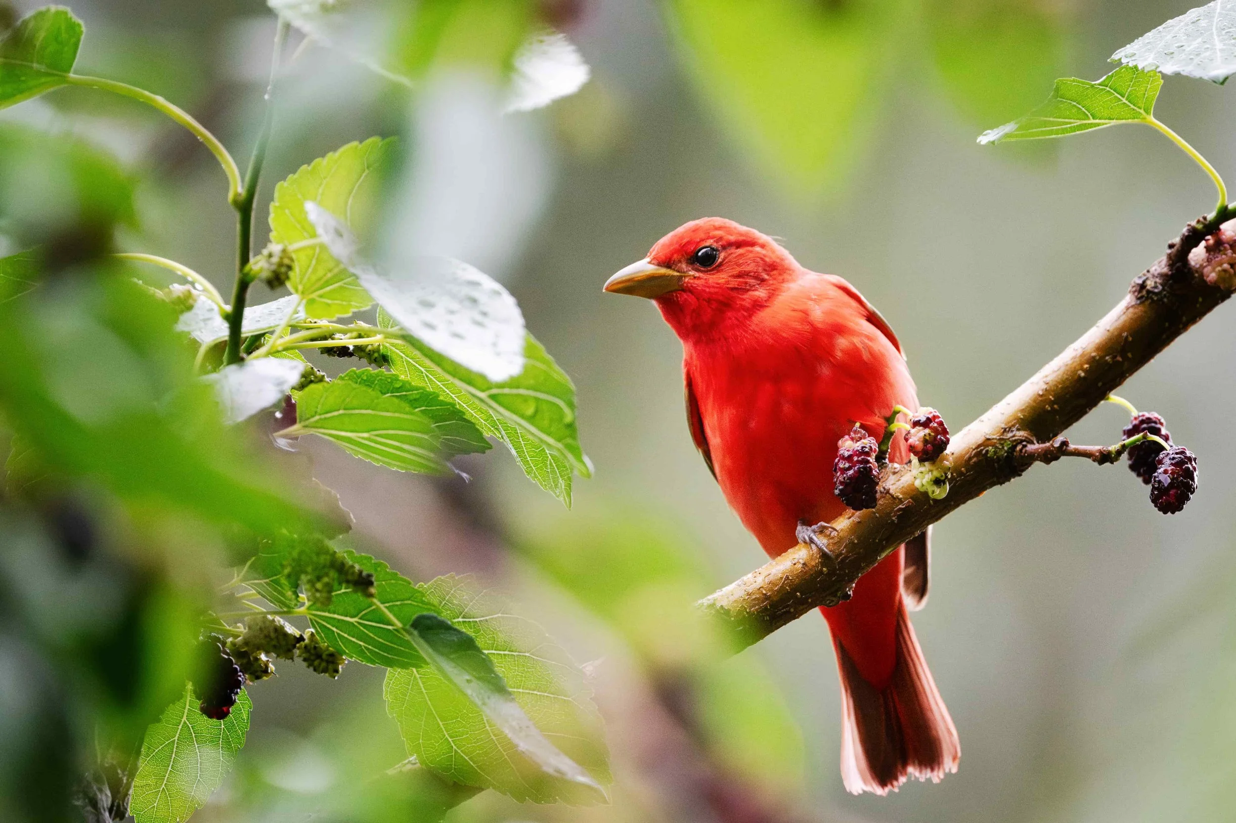 Male summer tanager perched in a mulberry tree on the right, with soft foliage bokeh in the foreground on the left, at Brumley Nature Preserve North in Durham, North Carolina.