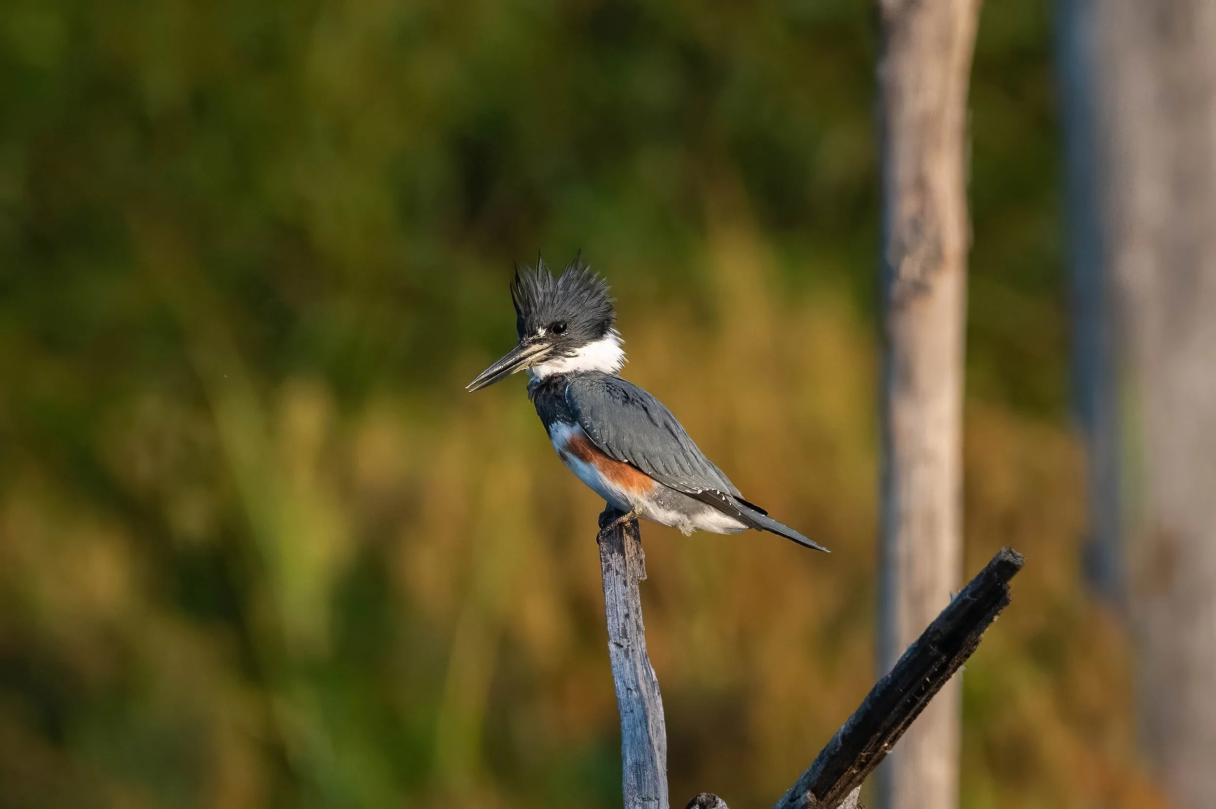 Female belted kingfisher perched on a snag in golden hour light, with golden grass and green tree foliage bokeh in the background at Lake Betz in Morrisville, North Carolina.