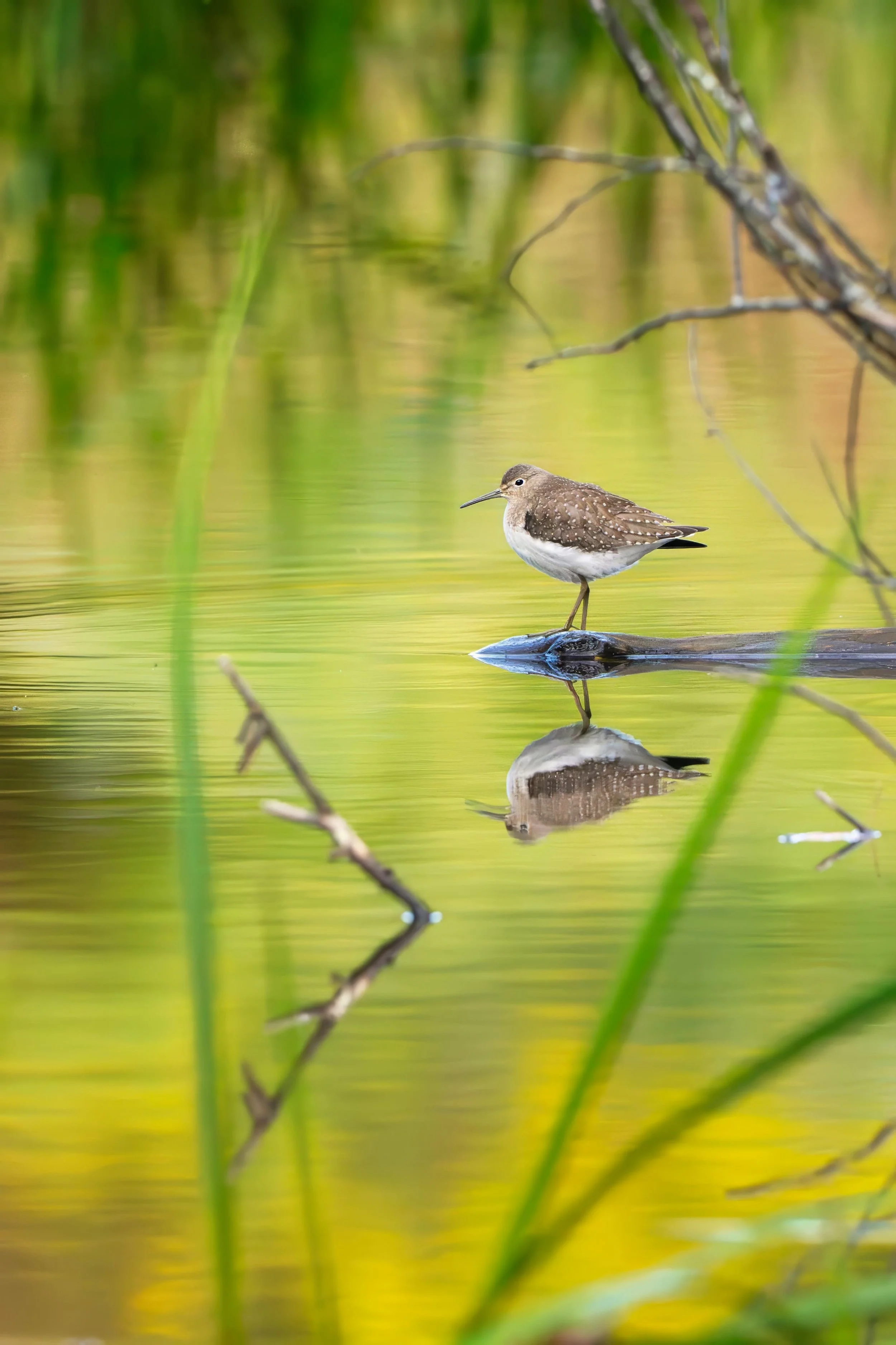 Solitary sandpiper standing on a log with its reflection in green and yellow water illuminated by fall color, framed by out-of-focus grasses and a hanging tree limb in the foreground.