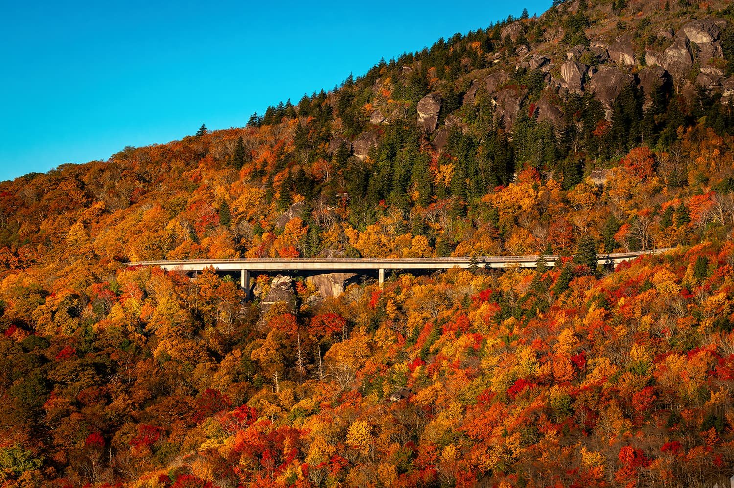 Linn Cove Viaduct on a mountainside in autumn with vibrant fall colors, lower mountain foliage in the foreground, the viaduct visible mid-frame, rocky mountain top with evergreen trees on the right, and blue sky on the left.