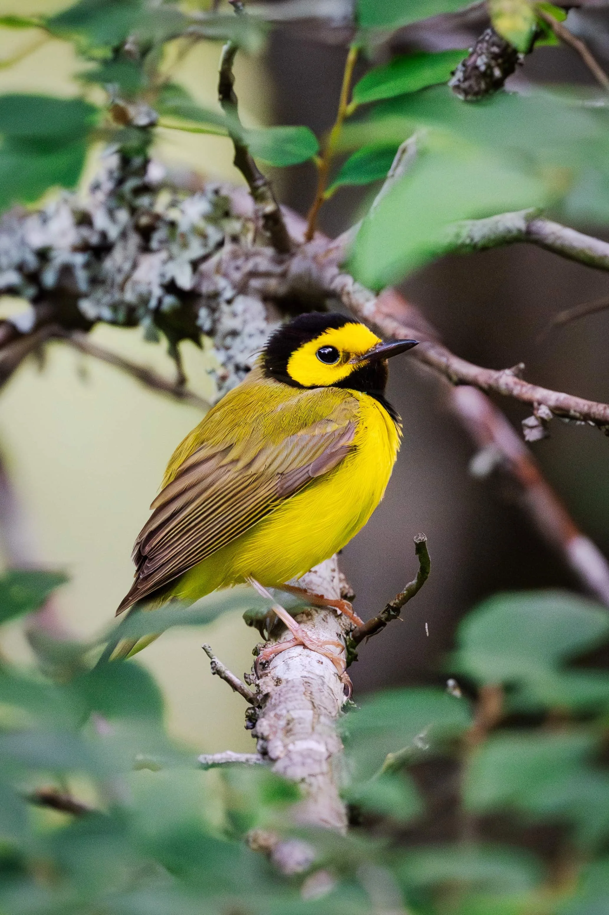 Male hooded warbler perched with soft forest foliage bokeh in the foreground, captured in clean light at Brumley Nature Preserve North in Durham, North Carolina.