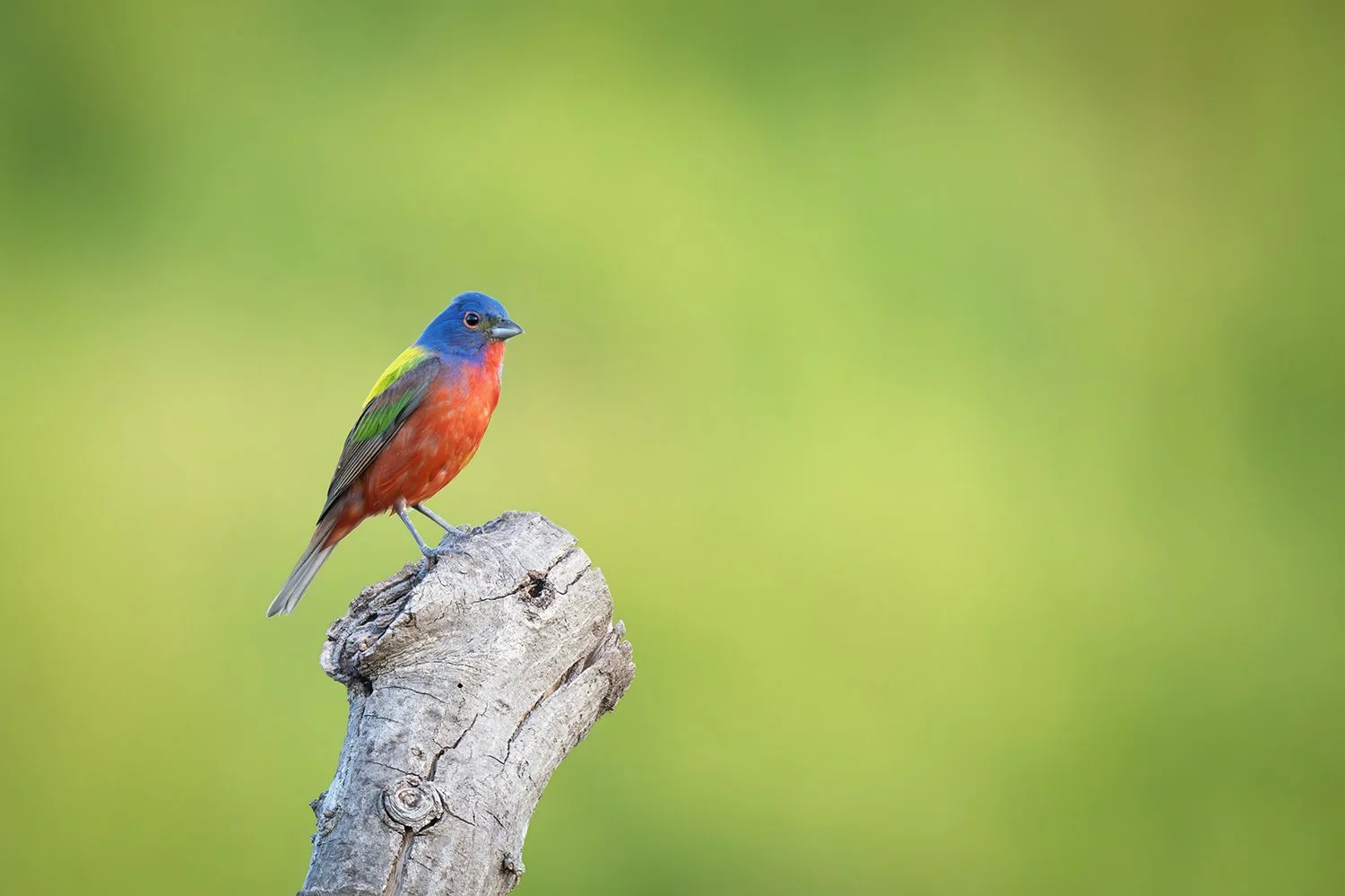 A male Painted Bunting at Dix Park in Raleigh, North Carolina