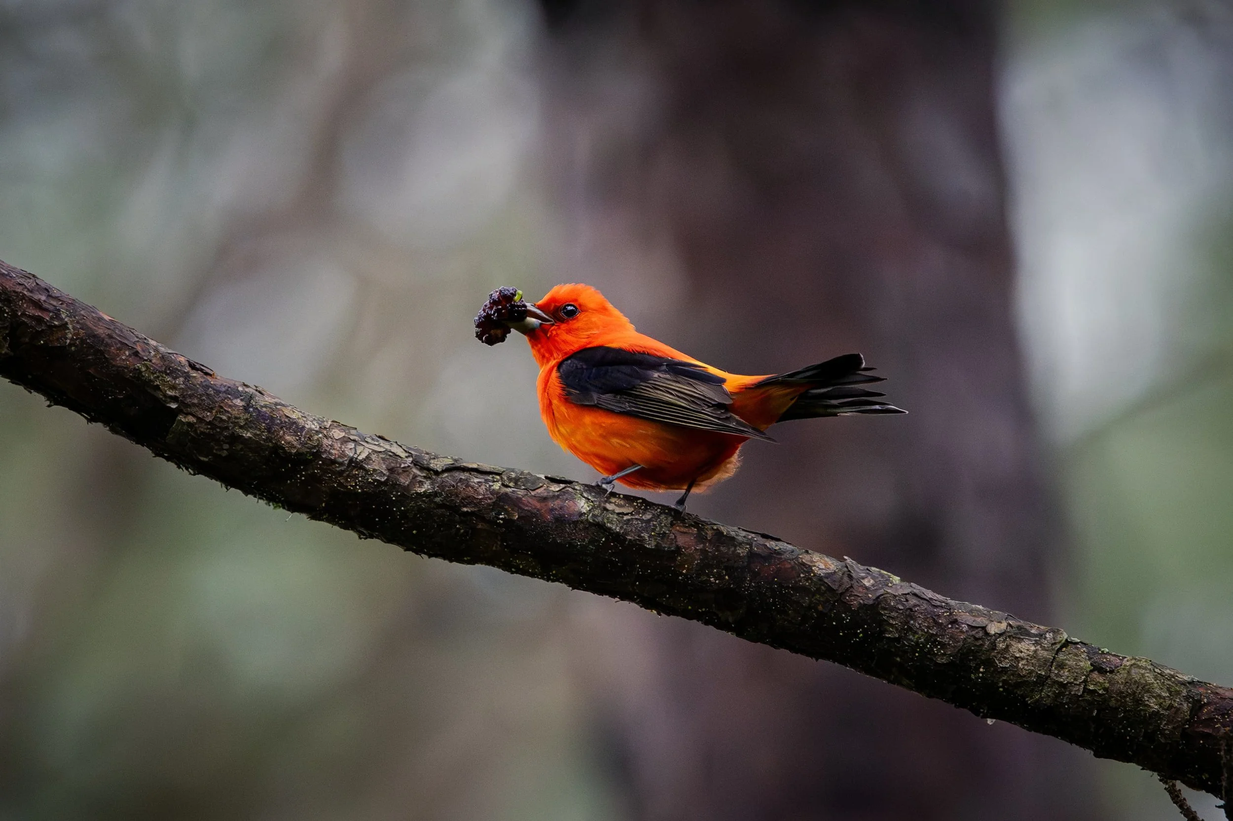 Male scarlet tanager perched on a pine branch holding a mulberry in its beak, with a pine tree bokeh background at Brumley Nature Preserve North in Durham, North Carolina