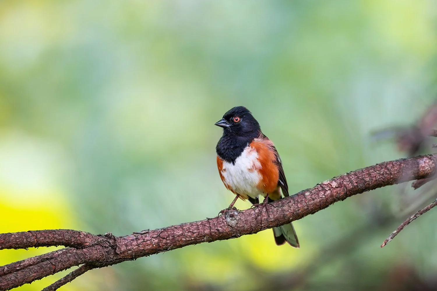Eastern towhee perched on a pine branch at Dix Park in Raleigh, NC, with clean light and a creamy bokeh background. Portrait-style bird photography highlighting detailed plumage, natural textures, and serene woodland habitat. Ideal for birdwatching, 