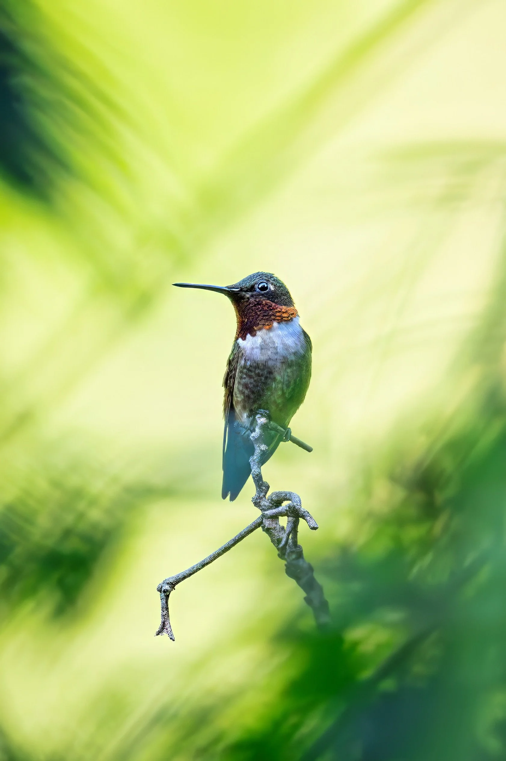 Male ruby-throated hummingbird perched on a dead branch looking to its right, with a vibrant lime green background and dark green foliage framing the foreground at Flat River Waterfowl Impoundment in Durham, North Carolina