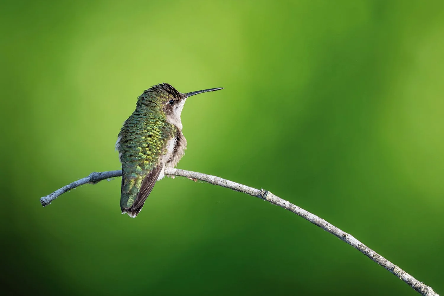 Female ruby-throated hummingbird with ruffled feathers perched on a branch, with a soft green bokeh background.