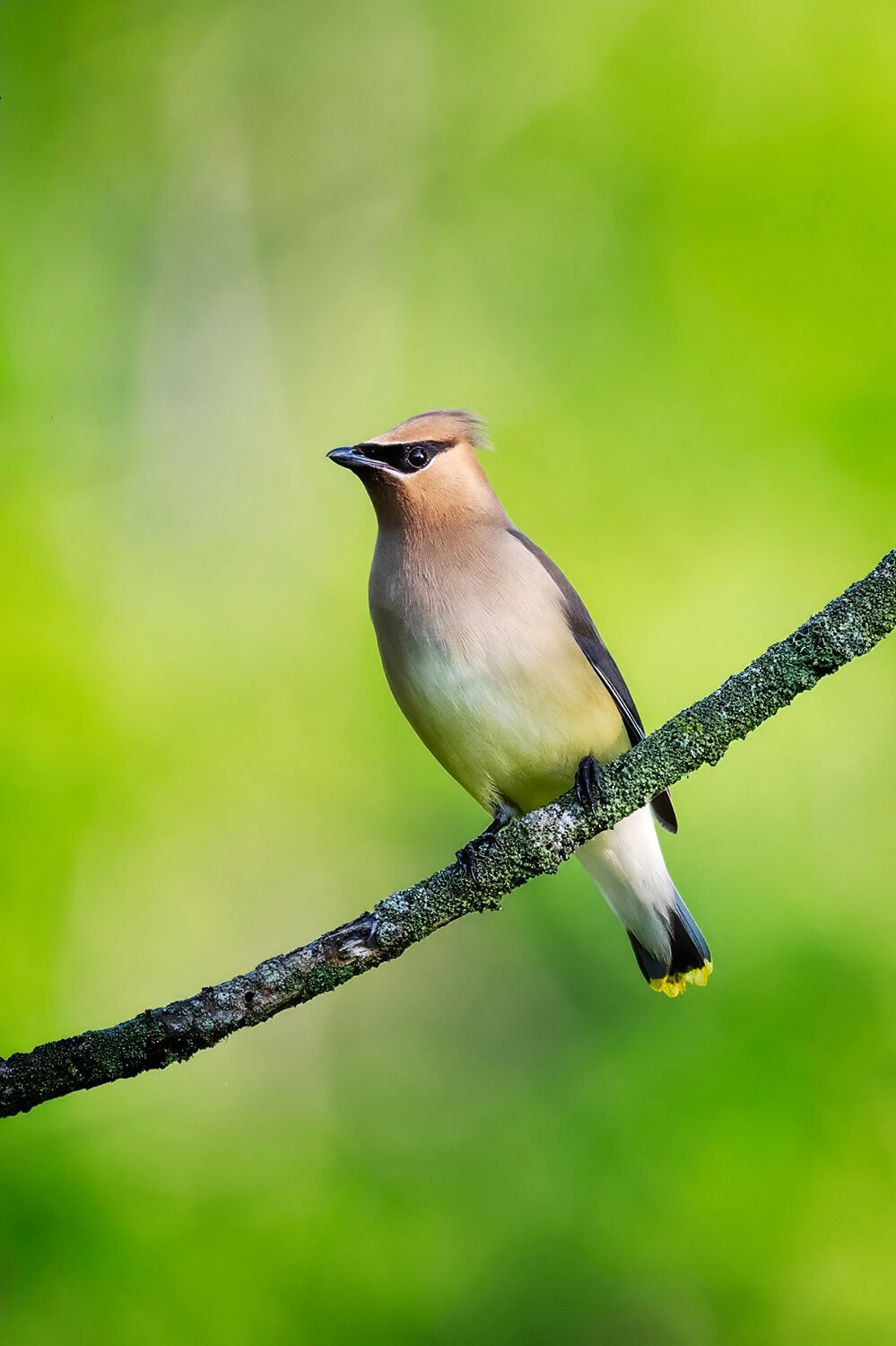Cedar waxwing perched on a single branch with a bright light-green bokeh background at Brumley Nature Preserve North.